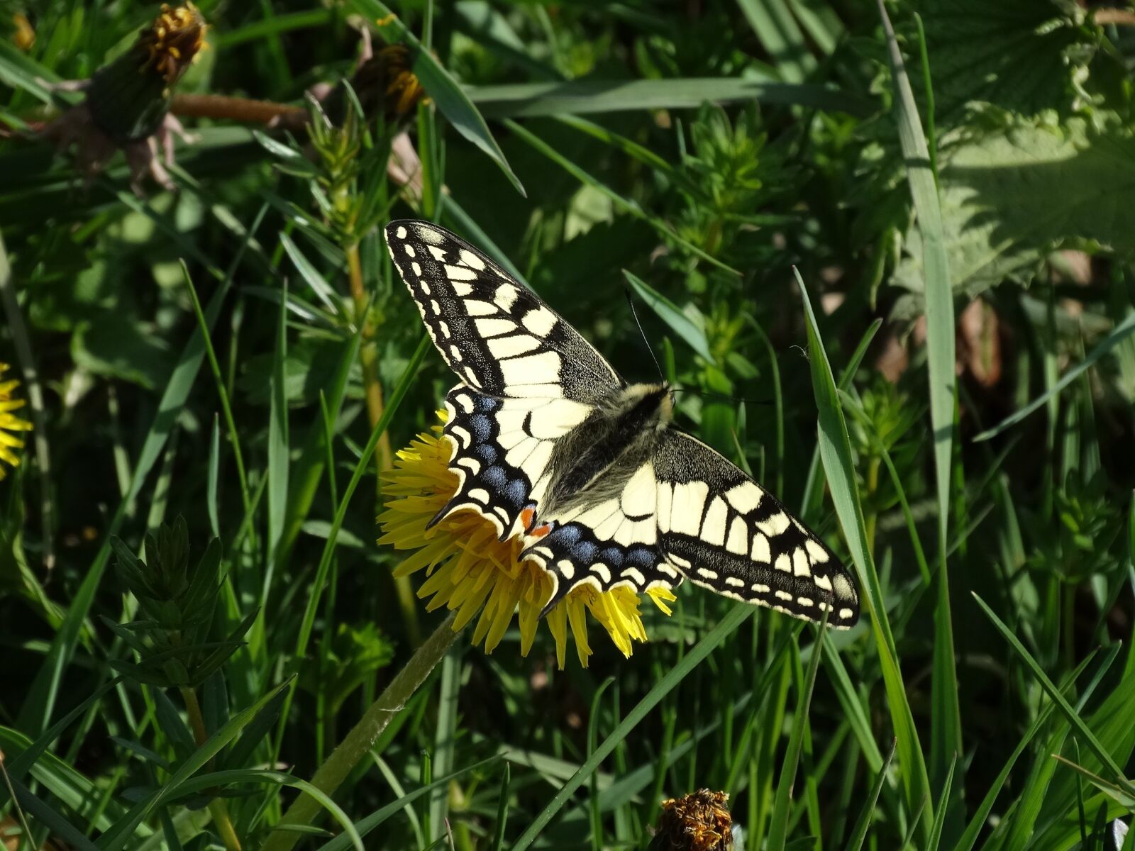 Sony Cyber-shot DSC-HX300 sample photo. Butterfly, nature, dovetail photography