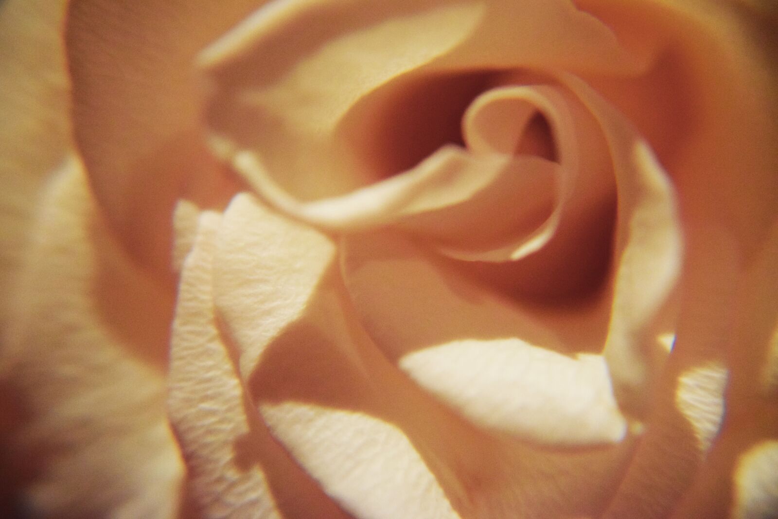 Nikon D3300 sample photo. Pink rose, rose petals photography