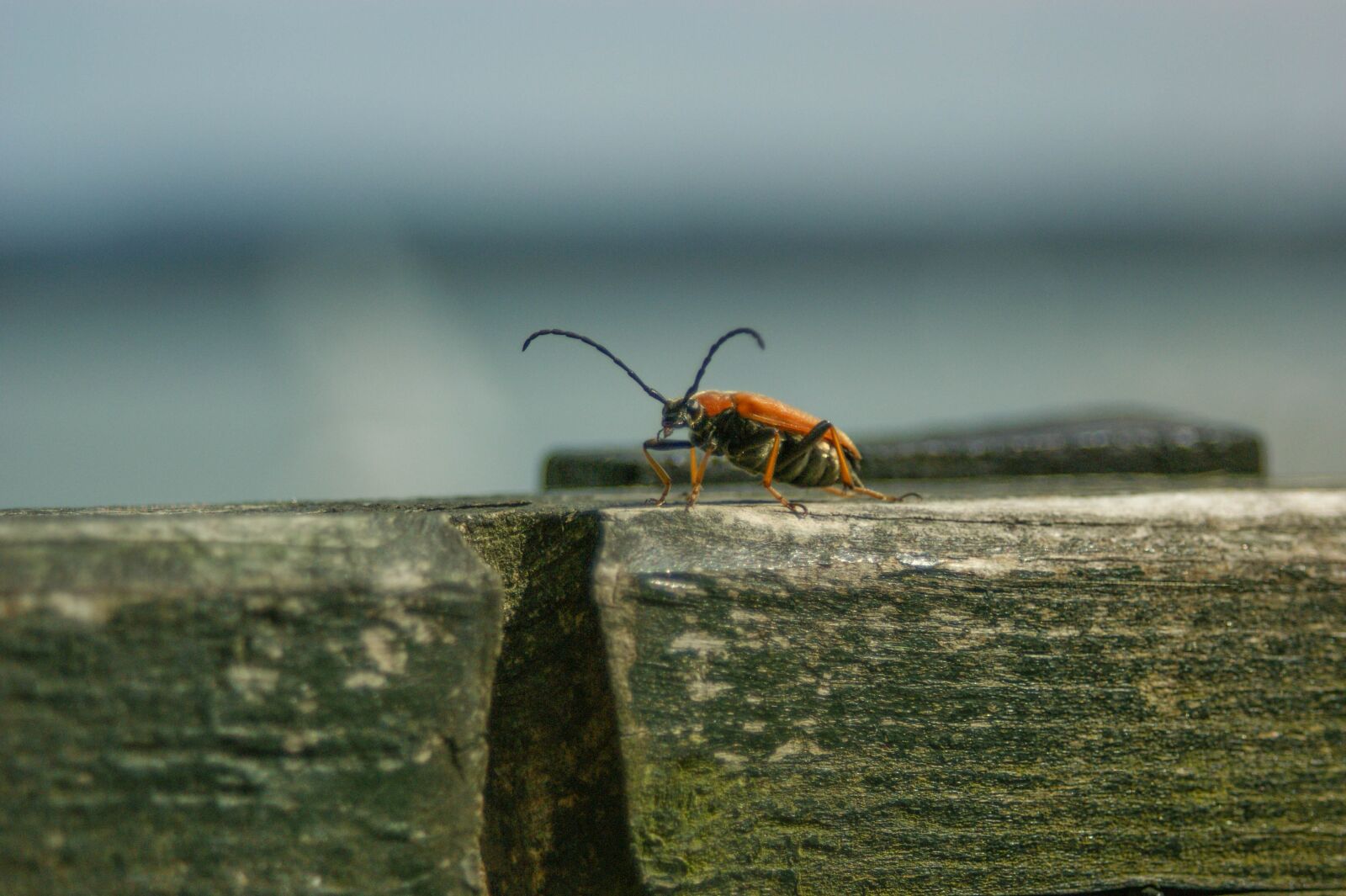Sony Alpha DSLR-A350 sample photo. Insect, nature, garden photography