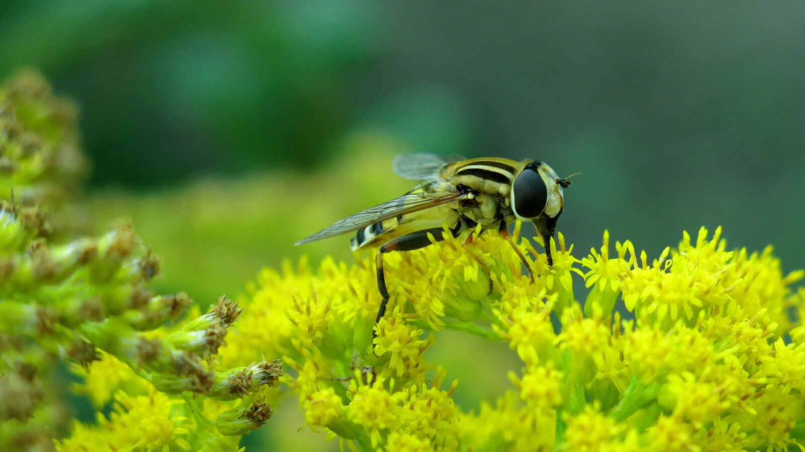 Canon PowerShot G15 sample photo. Swamp fly, great swamp photography