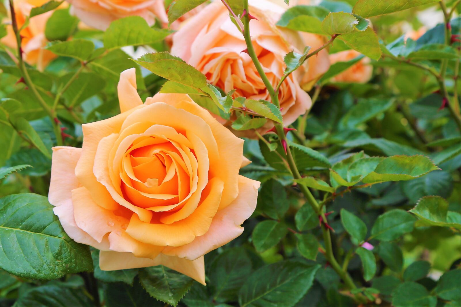 Canon EF 24-105mm F4L IS USM sample photo. Rose, yellow, spring photography