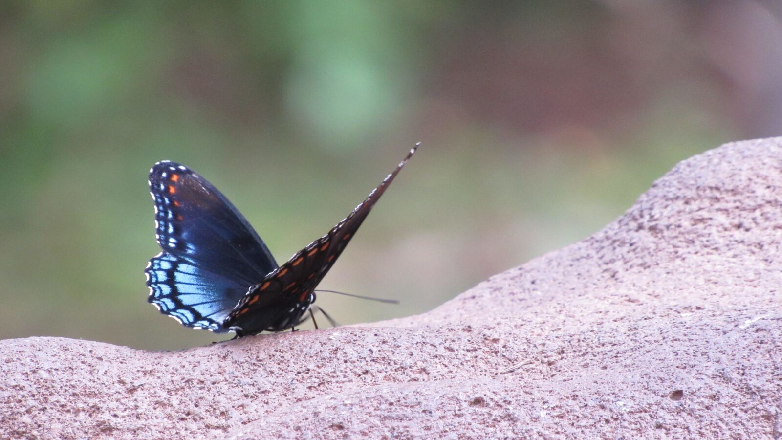 Canon PowerShot SX530 HS sample photo. Butterfly, blue, black photography
