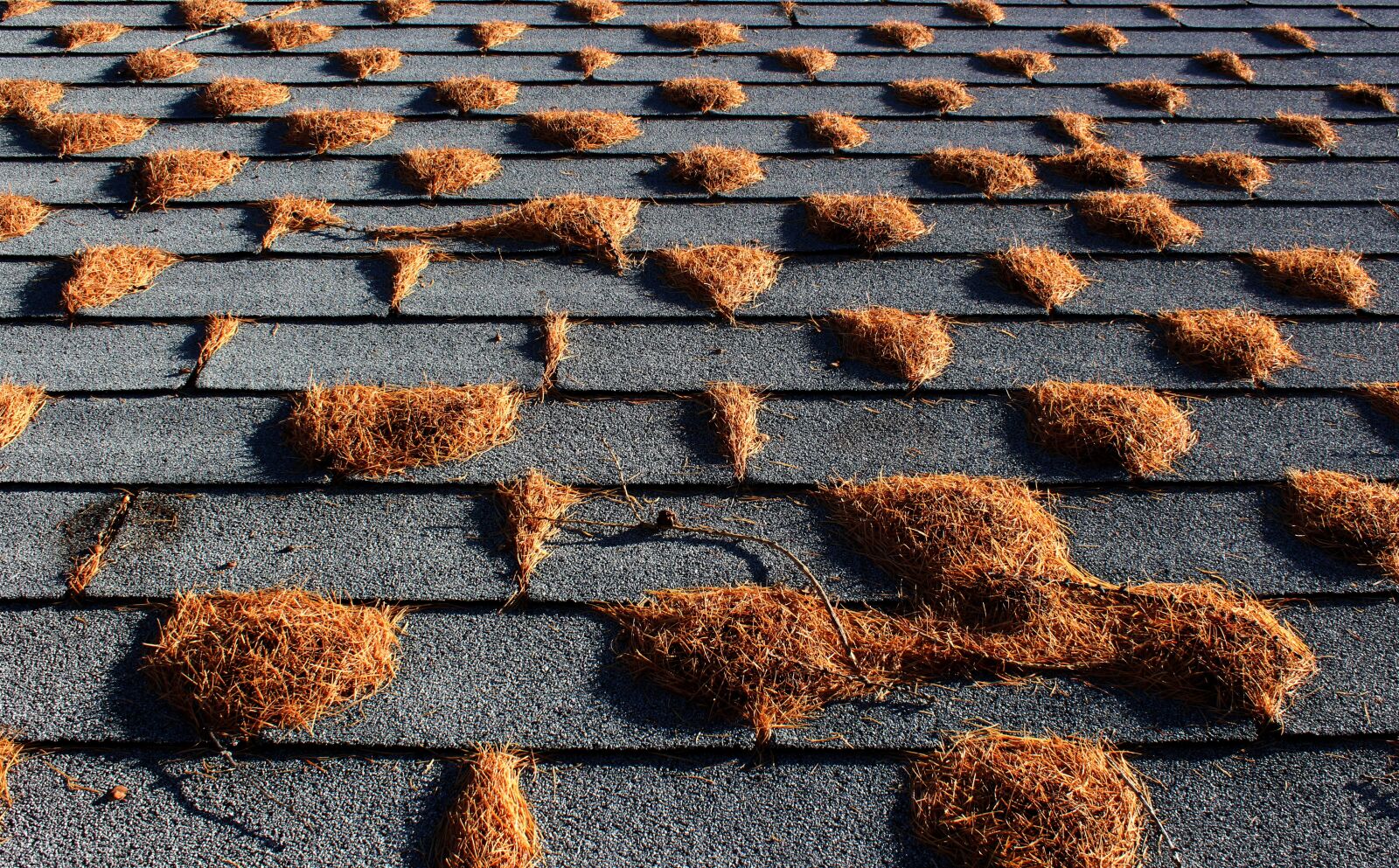 Canon EOS 600D (Rebel EOS T3i / EOS Kiss X5) sample photo. Tamarack, needles, roof photography