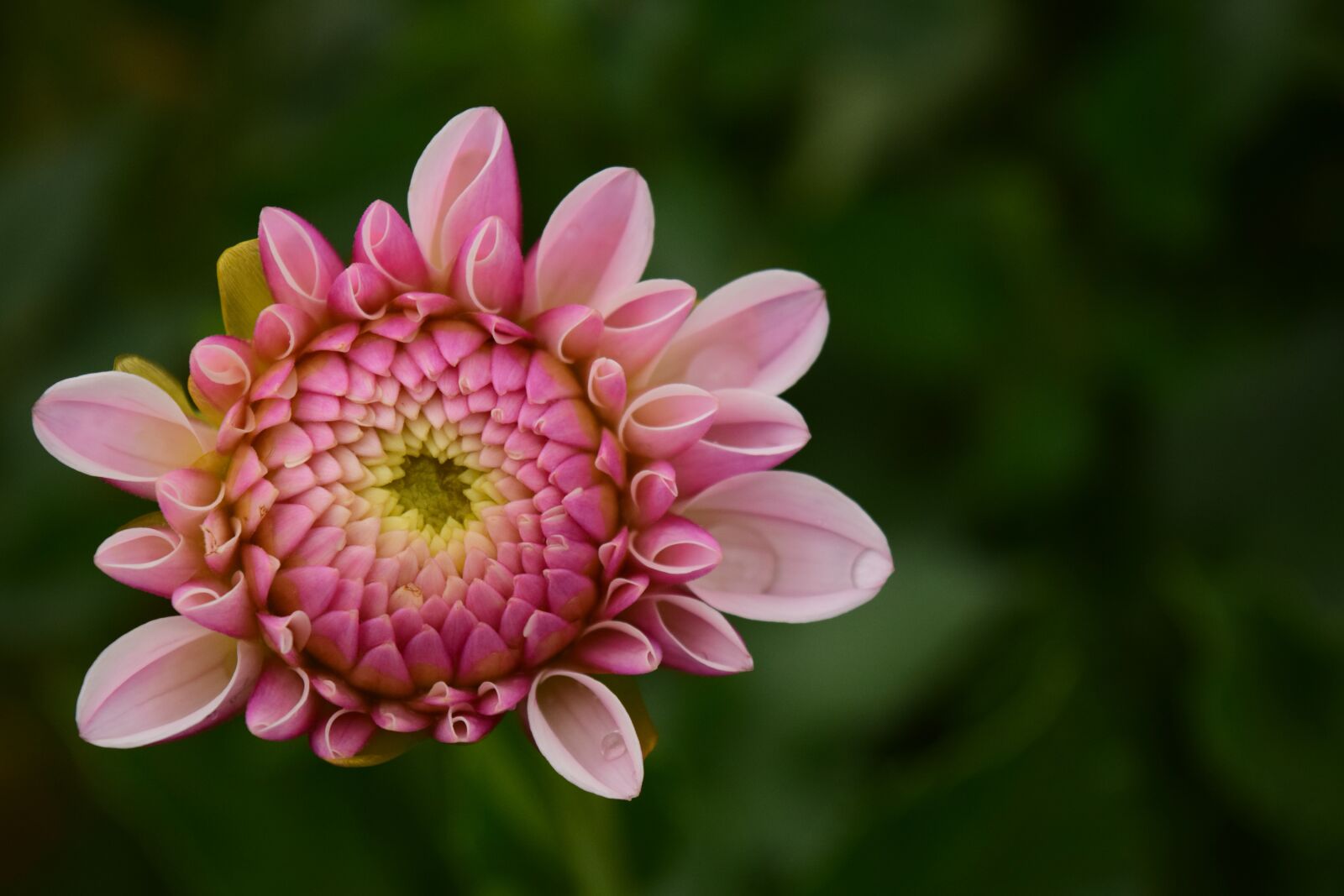 Nikon D3300 sample photo. Dahlia, blossom, bloom photography