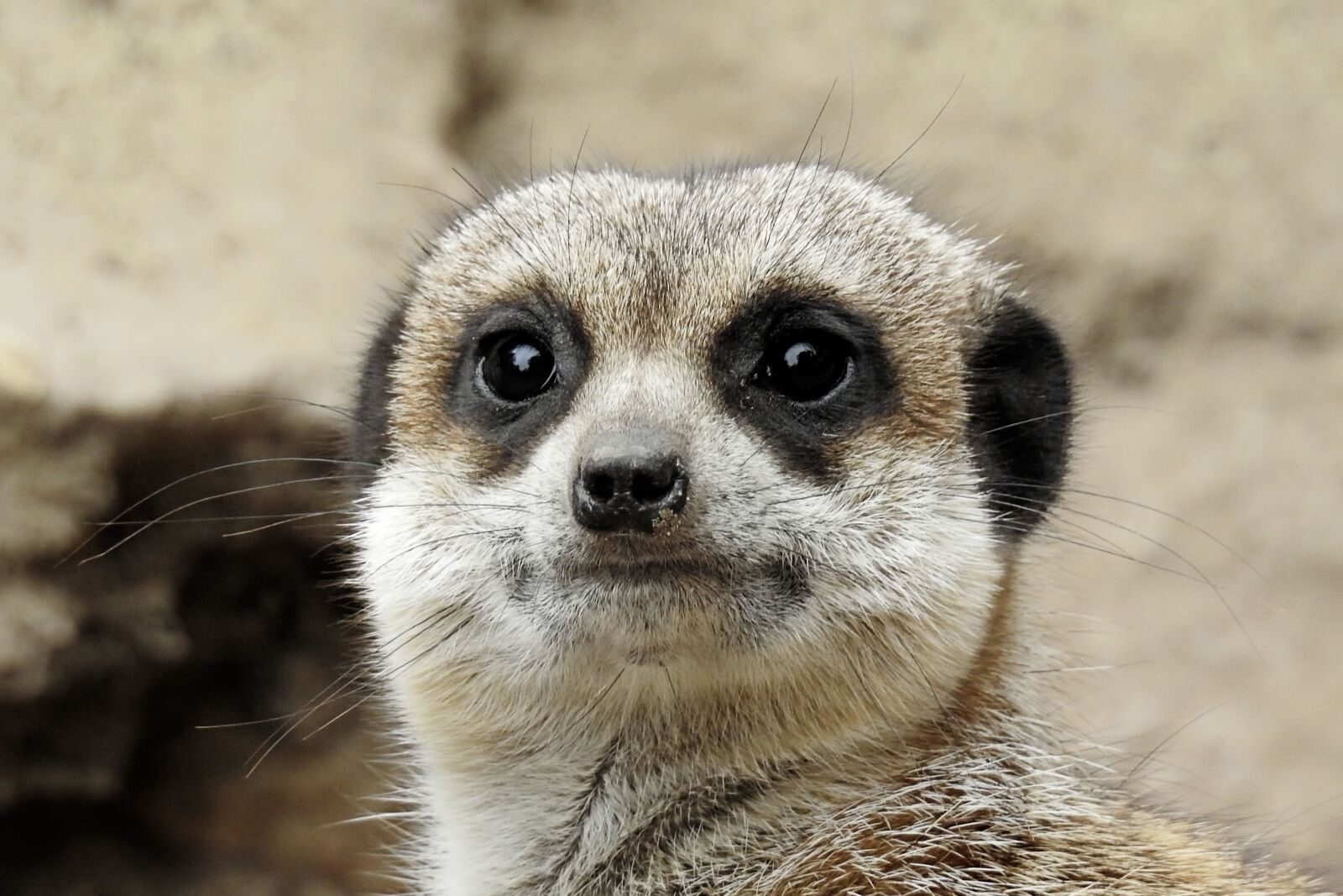 Nikon Coolpix P900 sample photo. Meerkat, zoo, cute photography