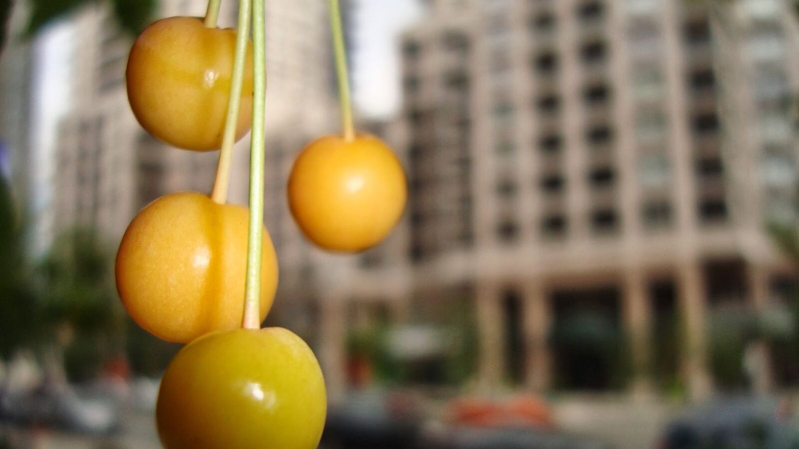 Sony Cyber-shot DSC-W120 sample photo. Yellow cherries, city, toronto photography