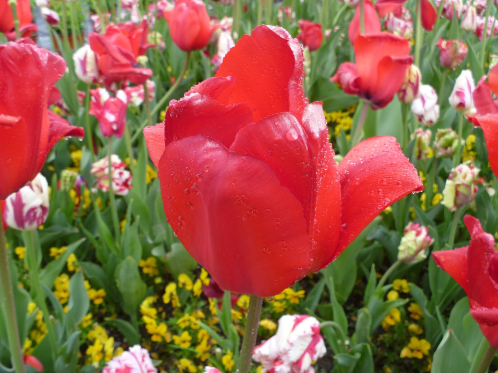 Panasonic DMC-FT10 sample photo. Tulip, red, luzern photography