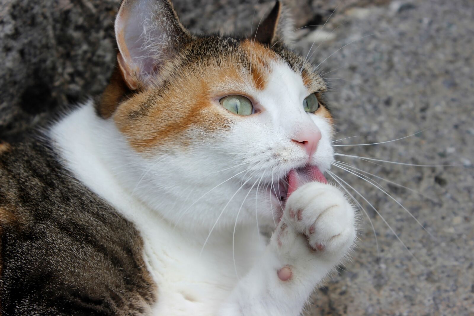 Canon EOS 600D (Rebel EOS T3i / EOS Kiss X5) sample photo. Nature, pet, cat photography
