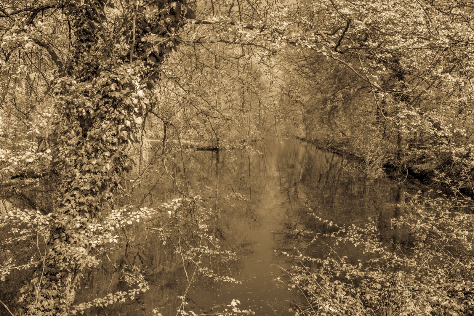 Canon EOS 70D sample photo. Blackandwhite, nature, tree photography