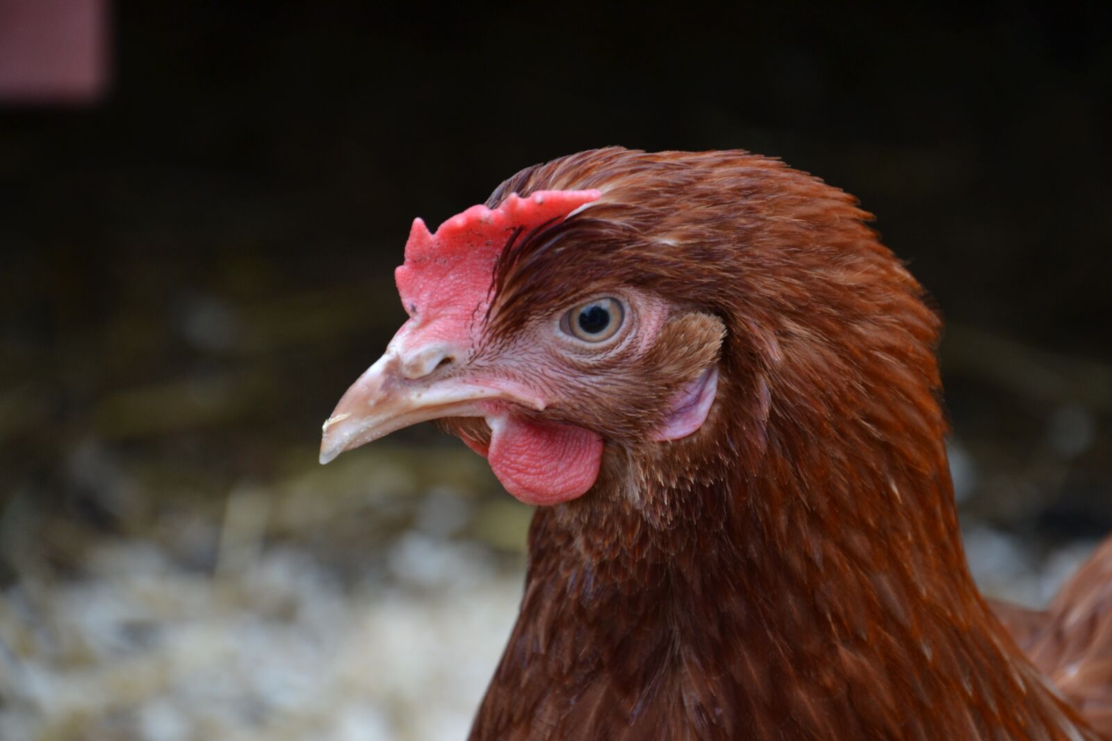 Nikon D3100 sample photo. Hen, brown, bird photography