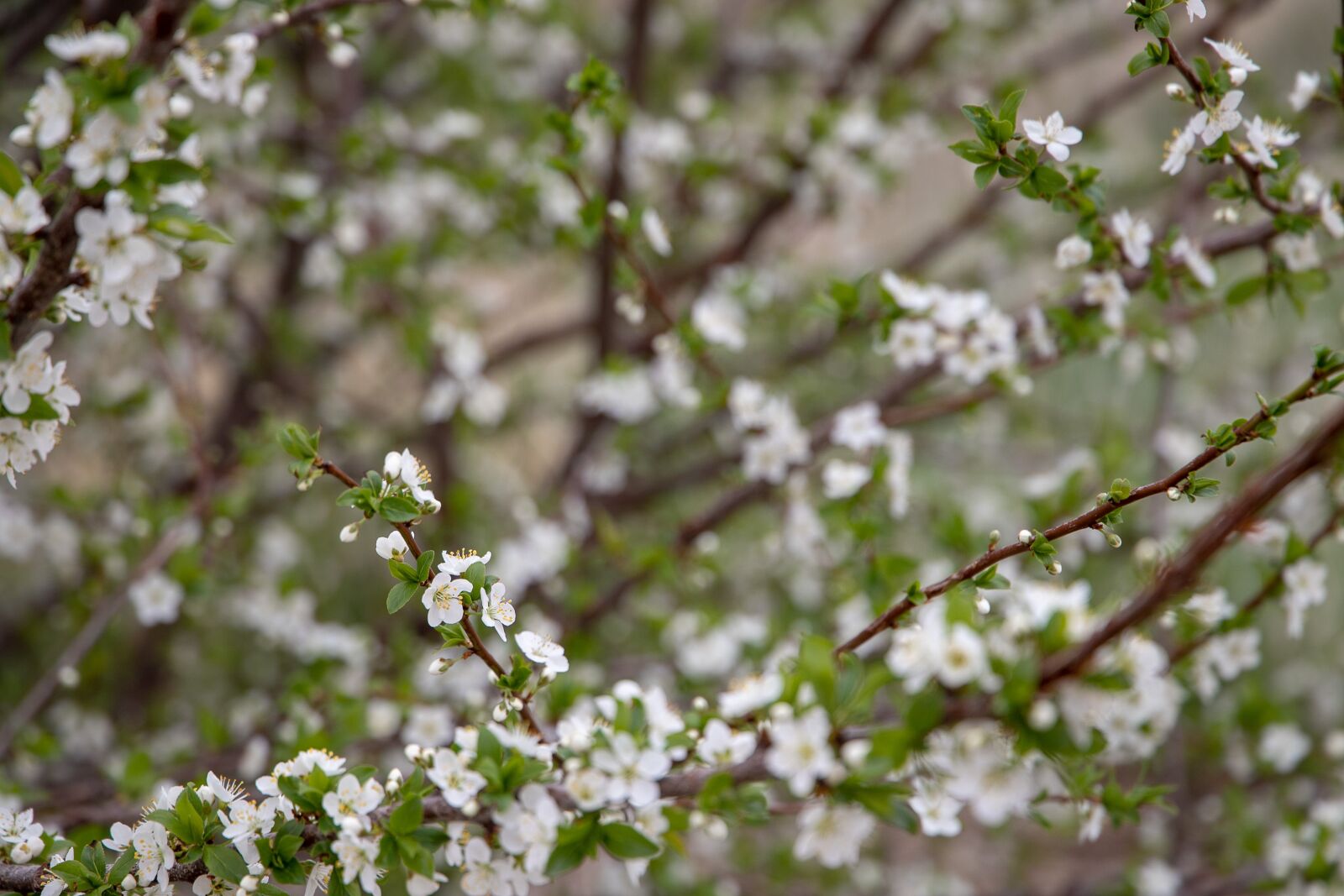 Canon EOS 6D Mark II sample photo. Spring, flowering tree, bloom photography
