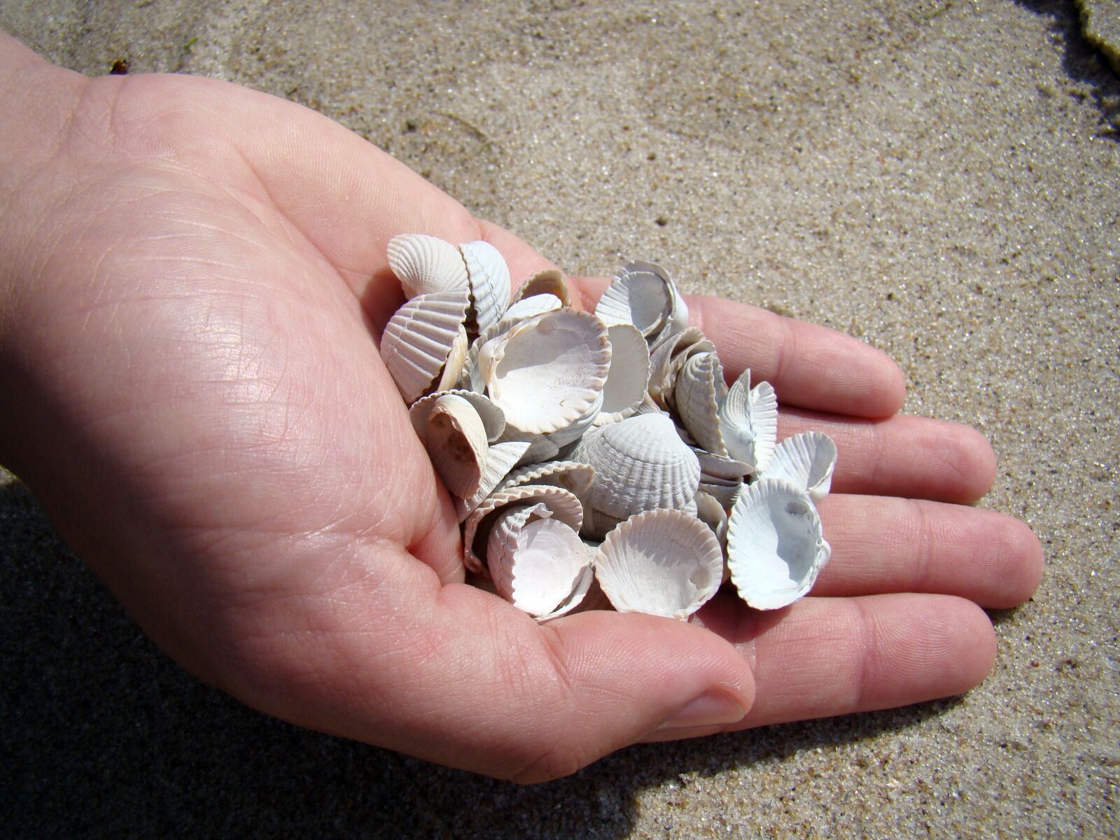 Sony Cyber-shot DSC-H50 sample photo. Shells, hand, sea photography