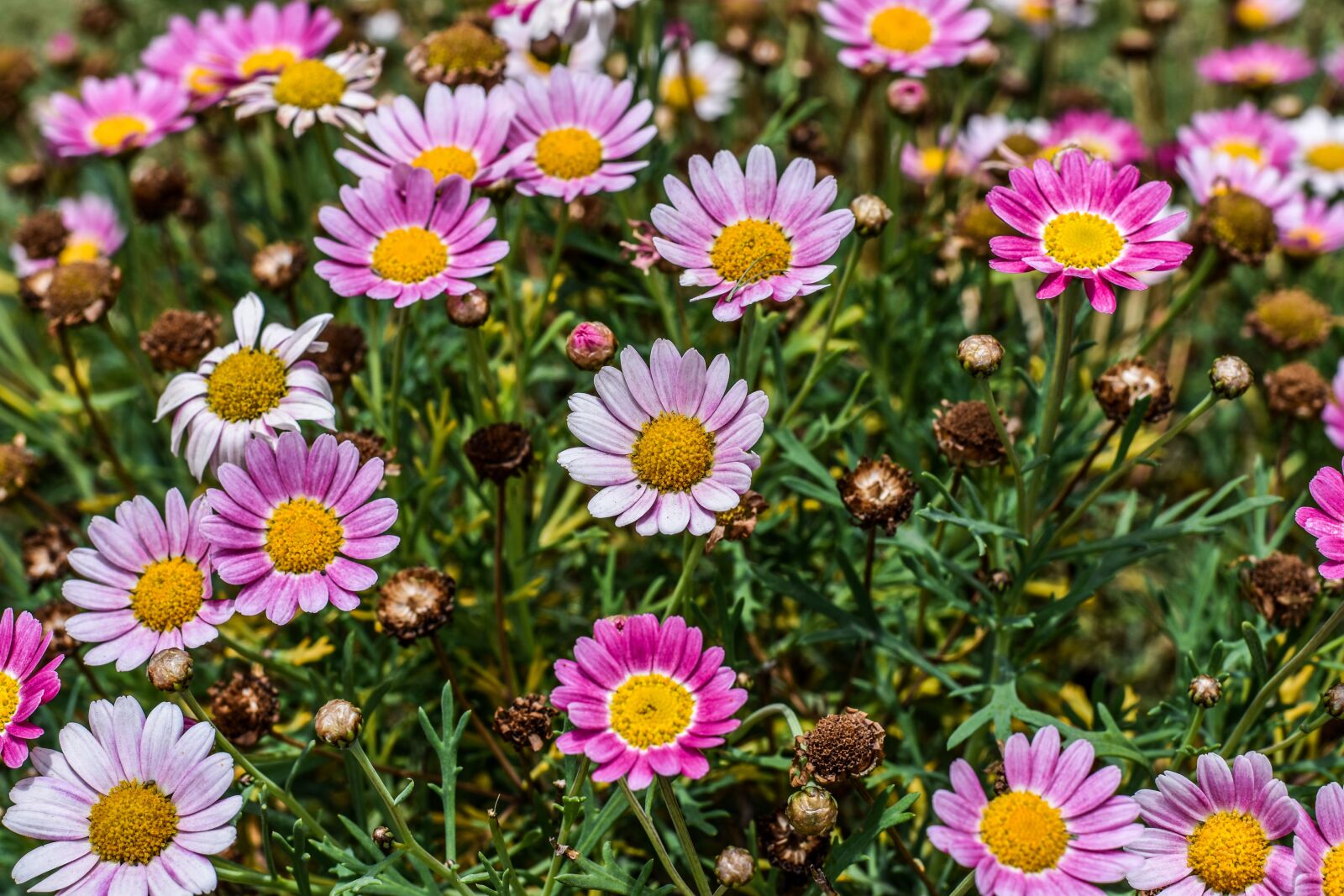 Nikon D3400 sample photo. Flowers, small, decorative photography