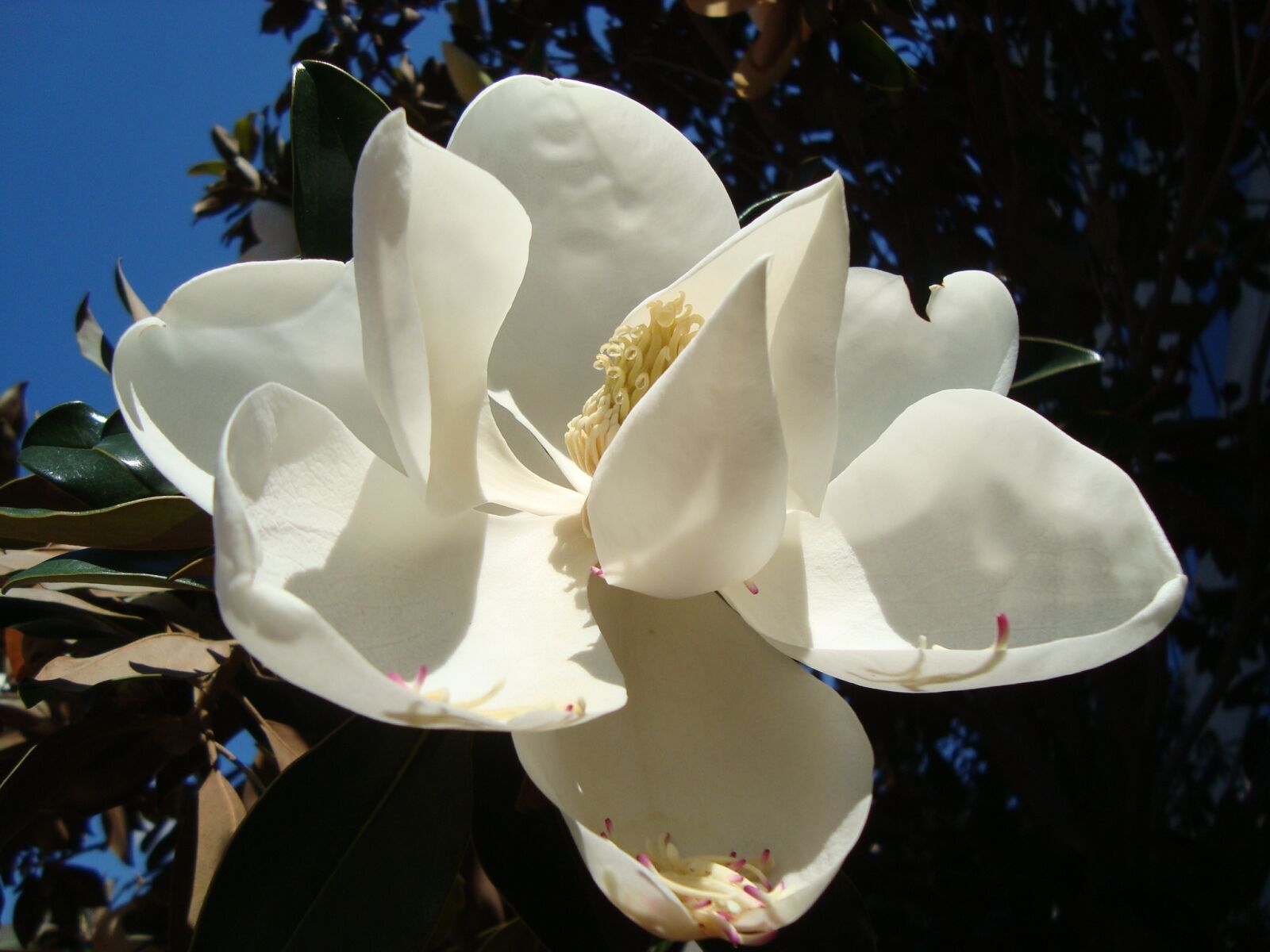 Sony Cyber-shot DSC-W120 sample photo. Magnolia, flower, spring photography