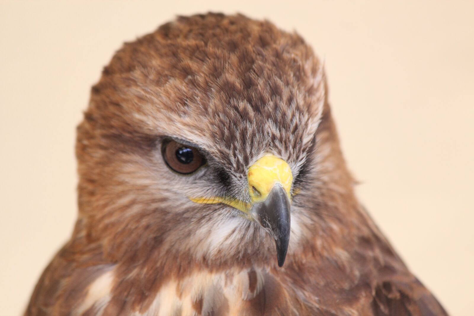 Canon EOS 550D (EOS Rebel T2i / EOS Kiss X4) sample photo. Buzzard, bird, prey photography