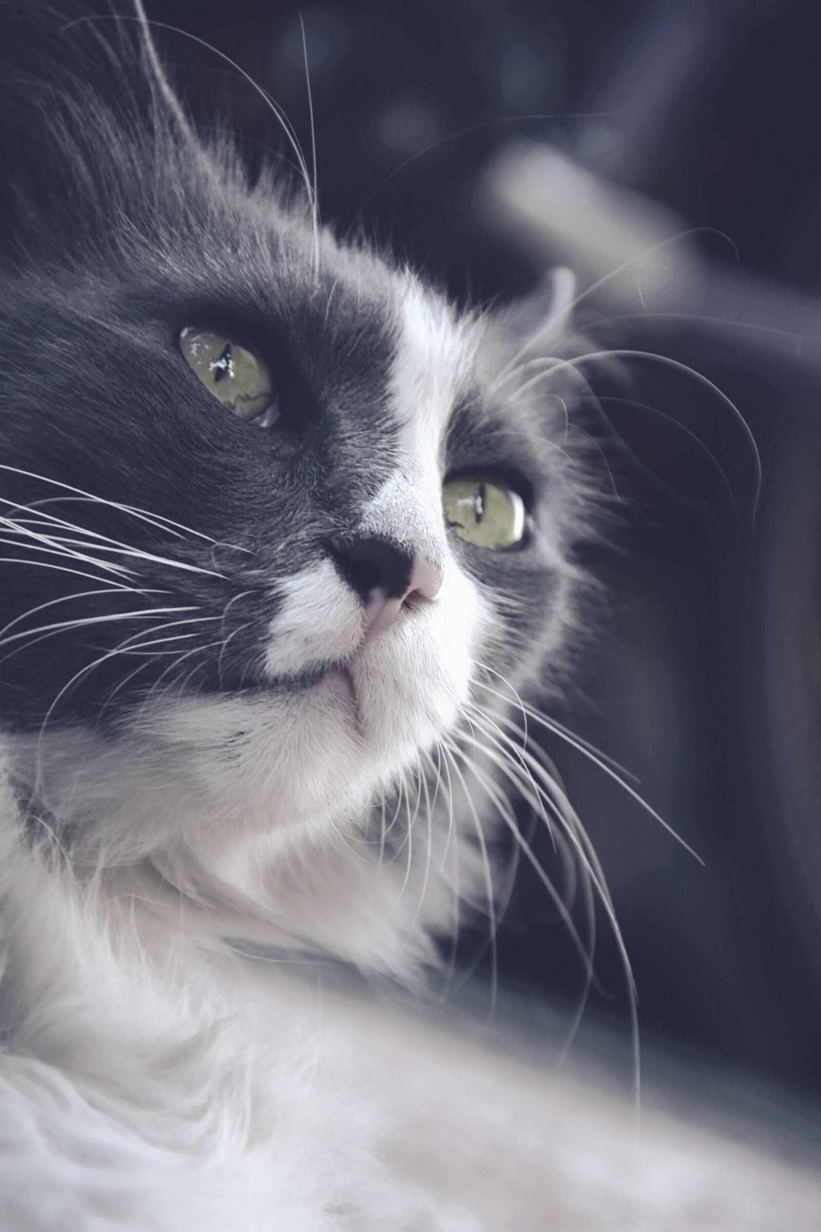Nikon D3300 sample photo. Cat, speck, green eyes photography