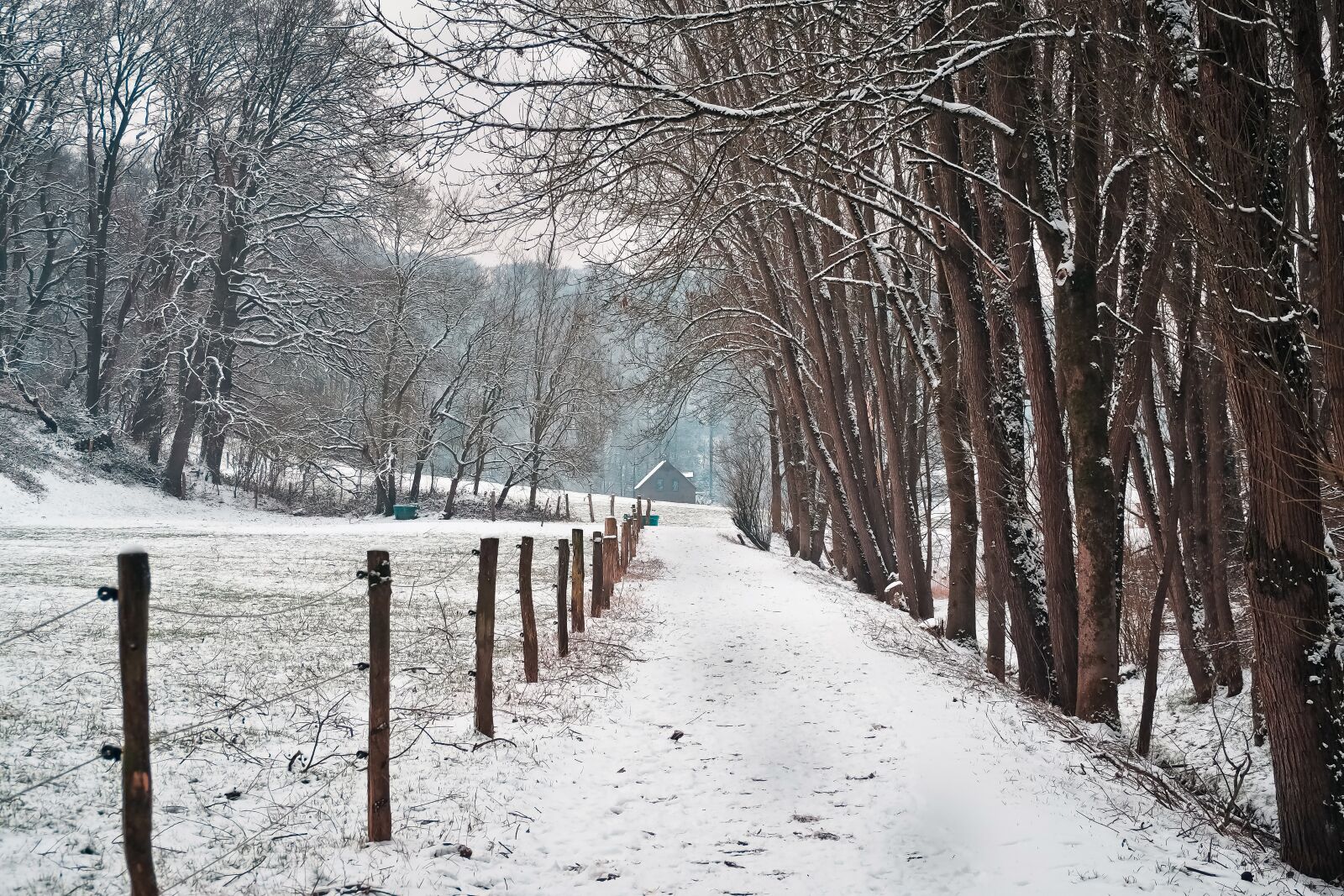 Olympus OM-D E-M10 sample photo. Winter, snow, frost photography