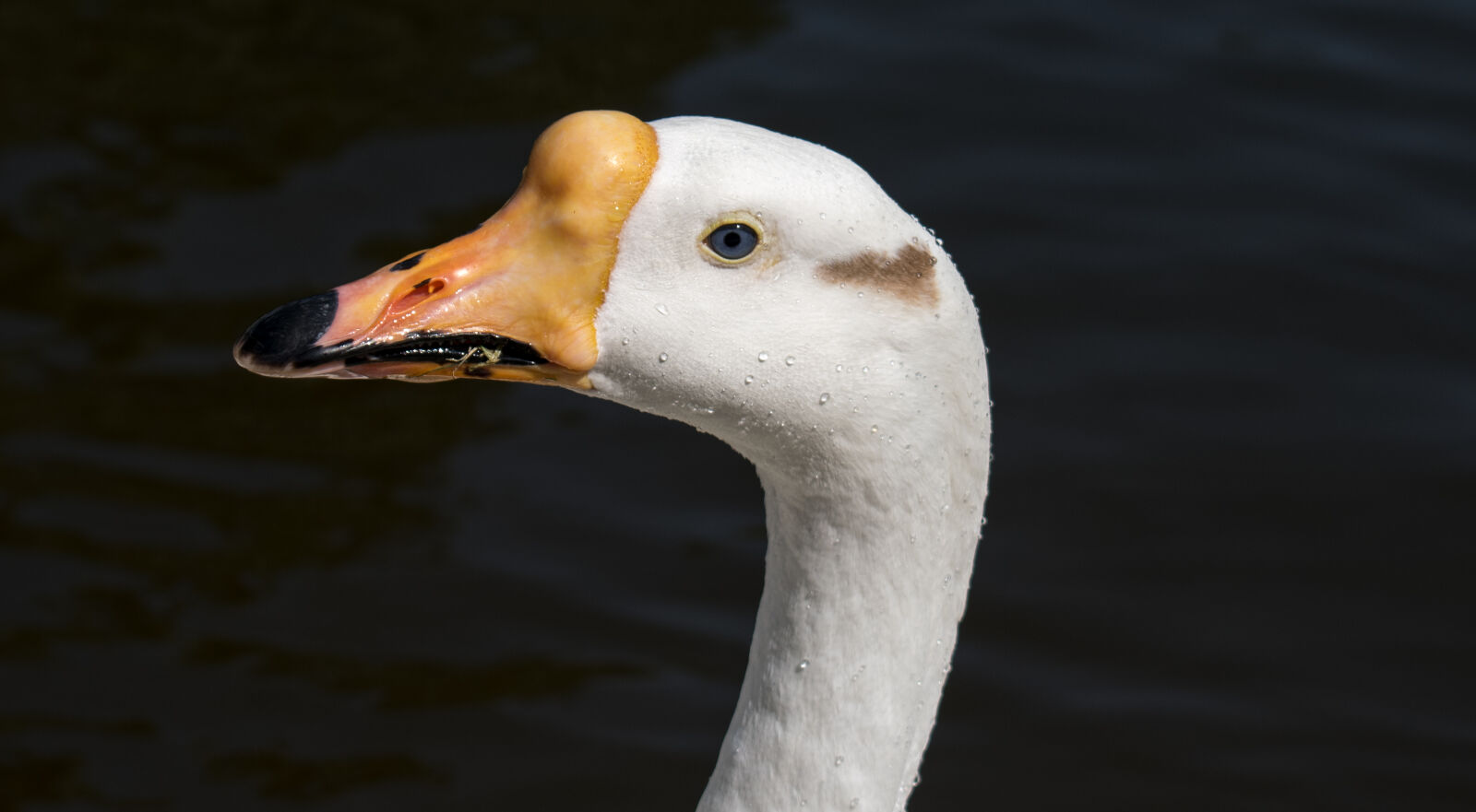 Nikon D3300 sample photo