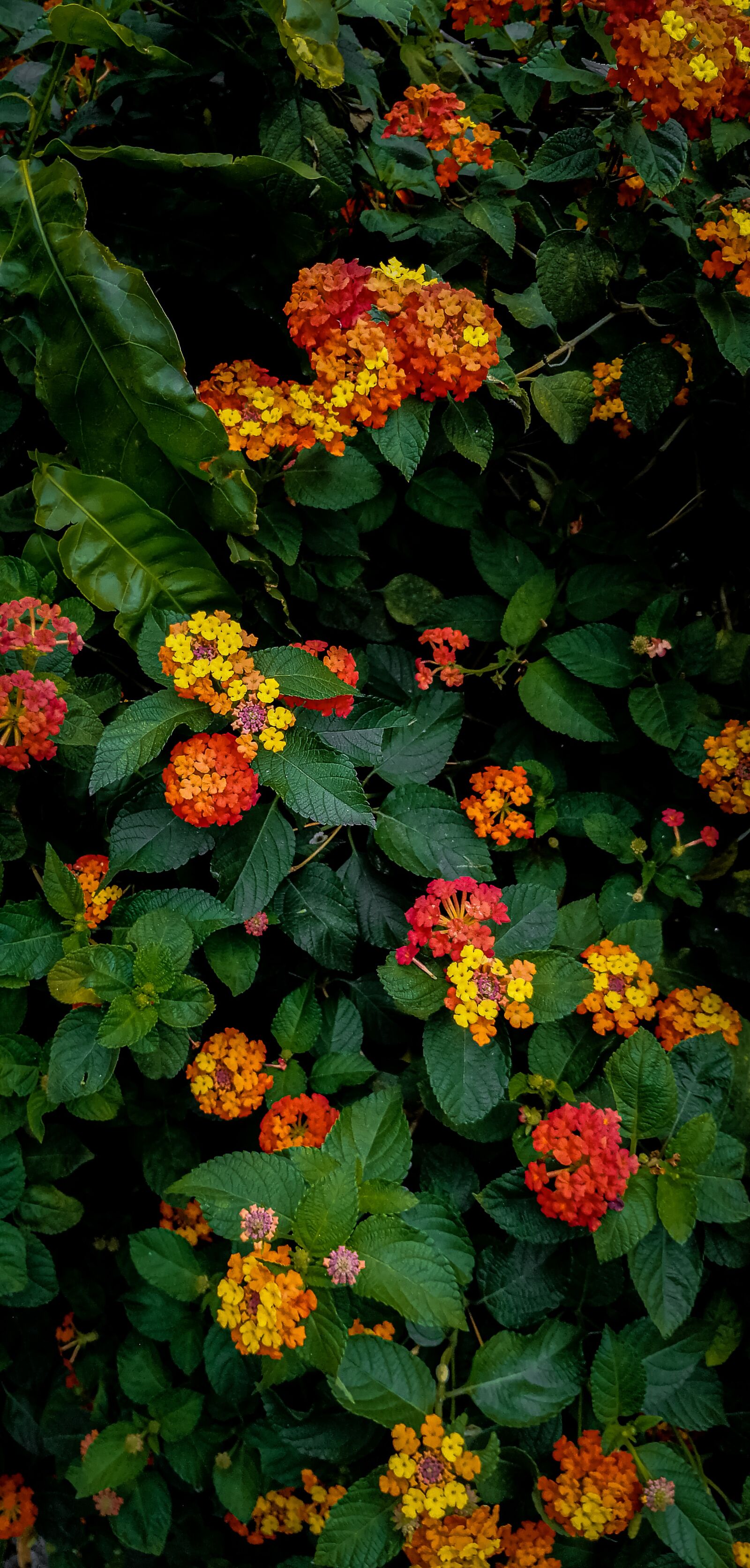 HUAWEI SNE-LX3 sample photo. Lantana camera, flowers, five photography