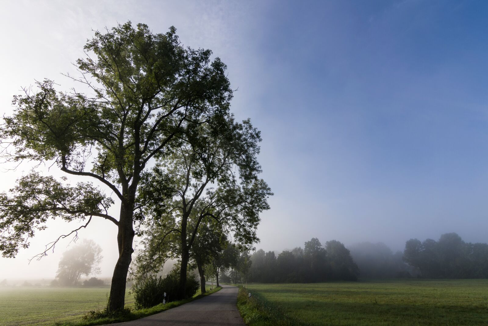 Nikon D7200 sample photo. Nature, fog, autumn photography