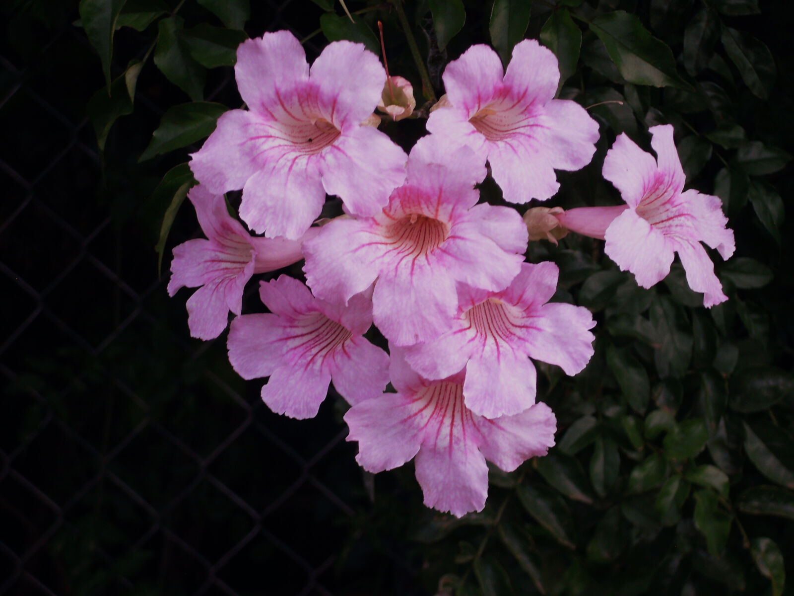 Samsung KENOX S760  / Samsung S760 sample photo