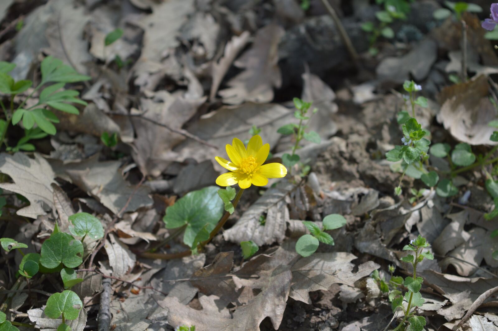 Nikon D3200 sample photo. Yellow flower, sunny day photography