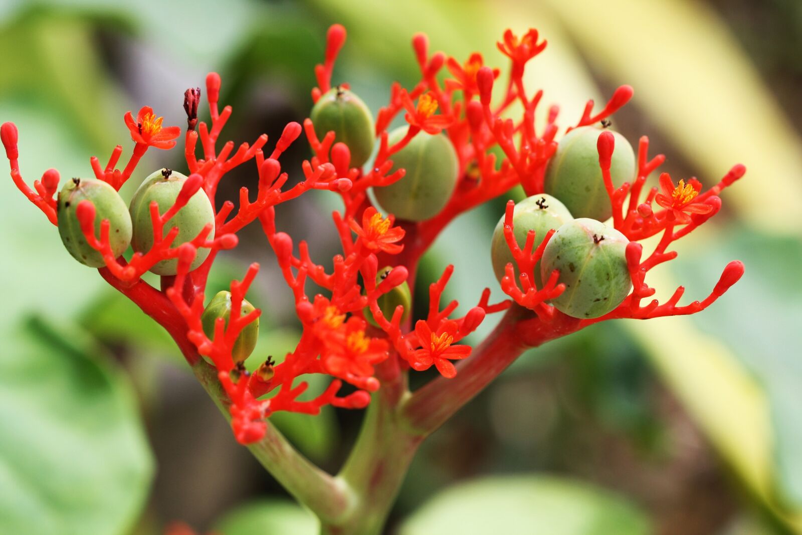 Canon EOS 1000D (EOS Digital Rebel XS / EOS Kiss F) sample photo. Blossom, bloom, rainforest photography
