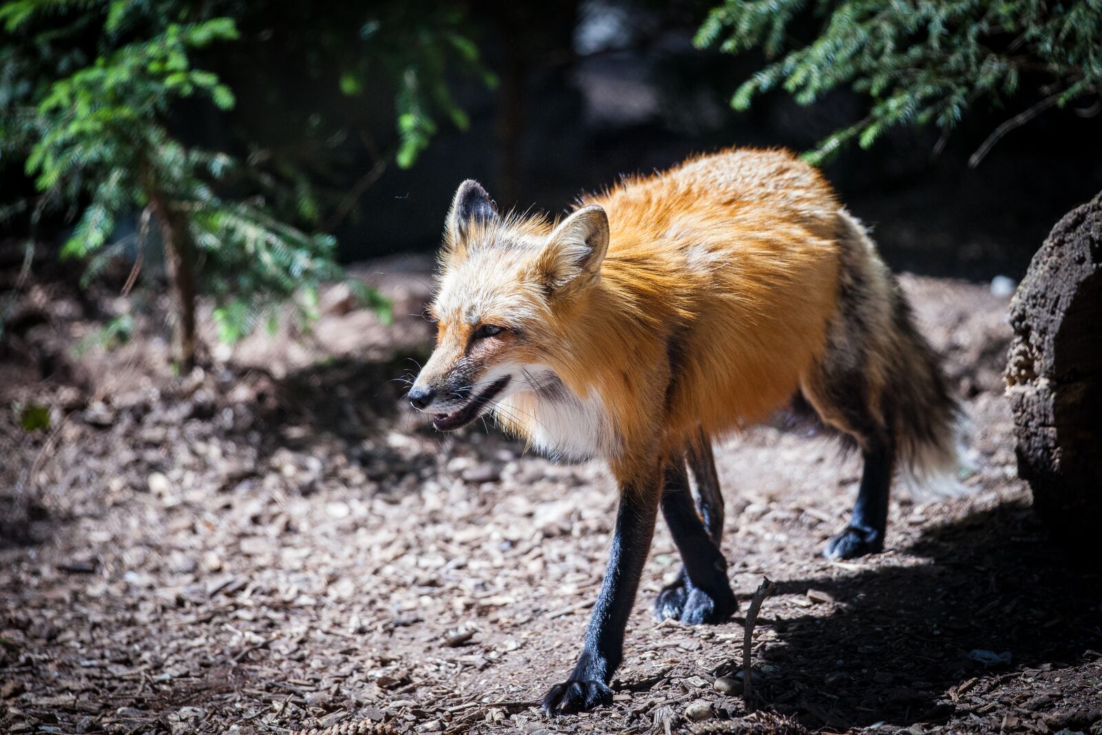 Canon EOS 5D Mark II sample photo. Fuchs, wild, wild animal photography