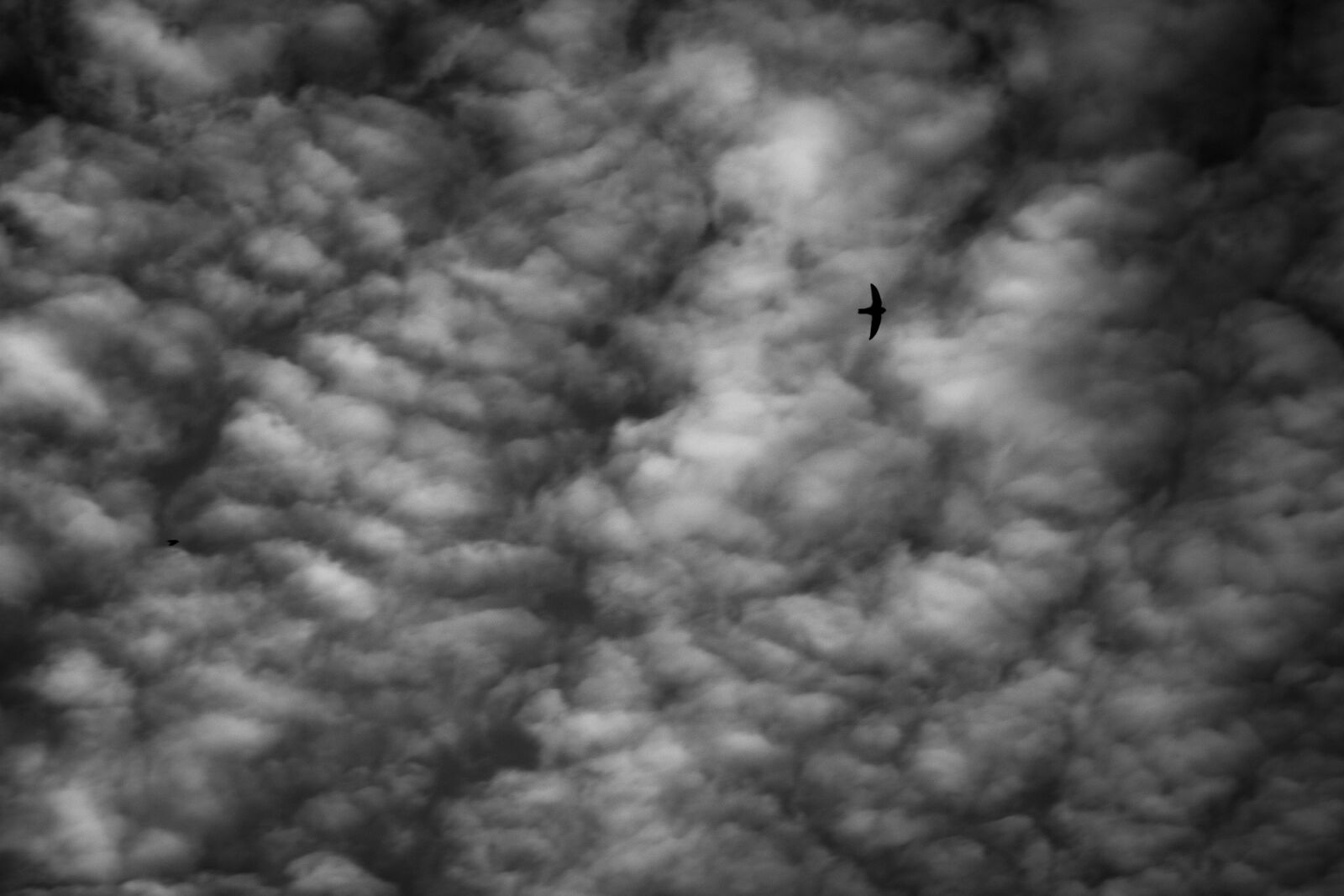 Canon EOS 750D (EOS Rebel T6i / EOS Kiss X8i) sample photo. Sky, bird, cloud photography