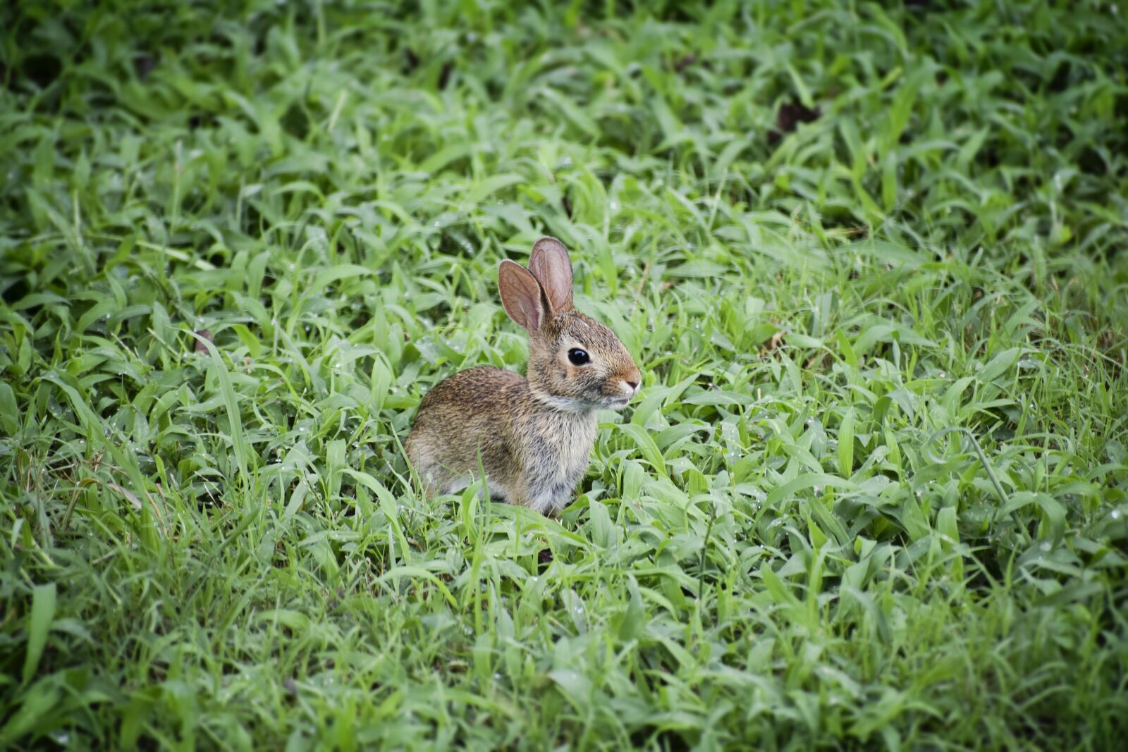 Nikon D5300 sample photo. Baby bunny, baby rabbit photography