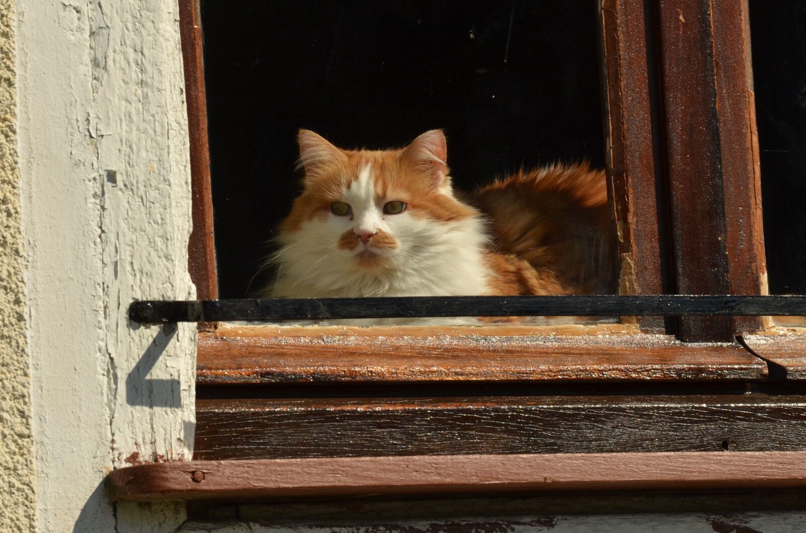 Nikon D7000 sample photo. Cat, pet, sun photography