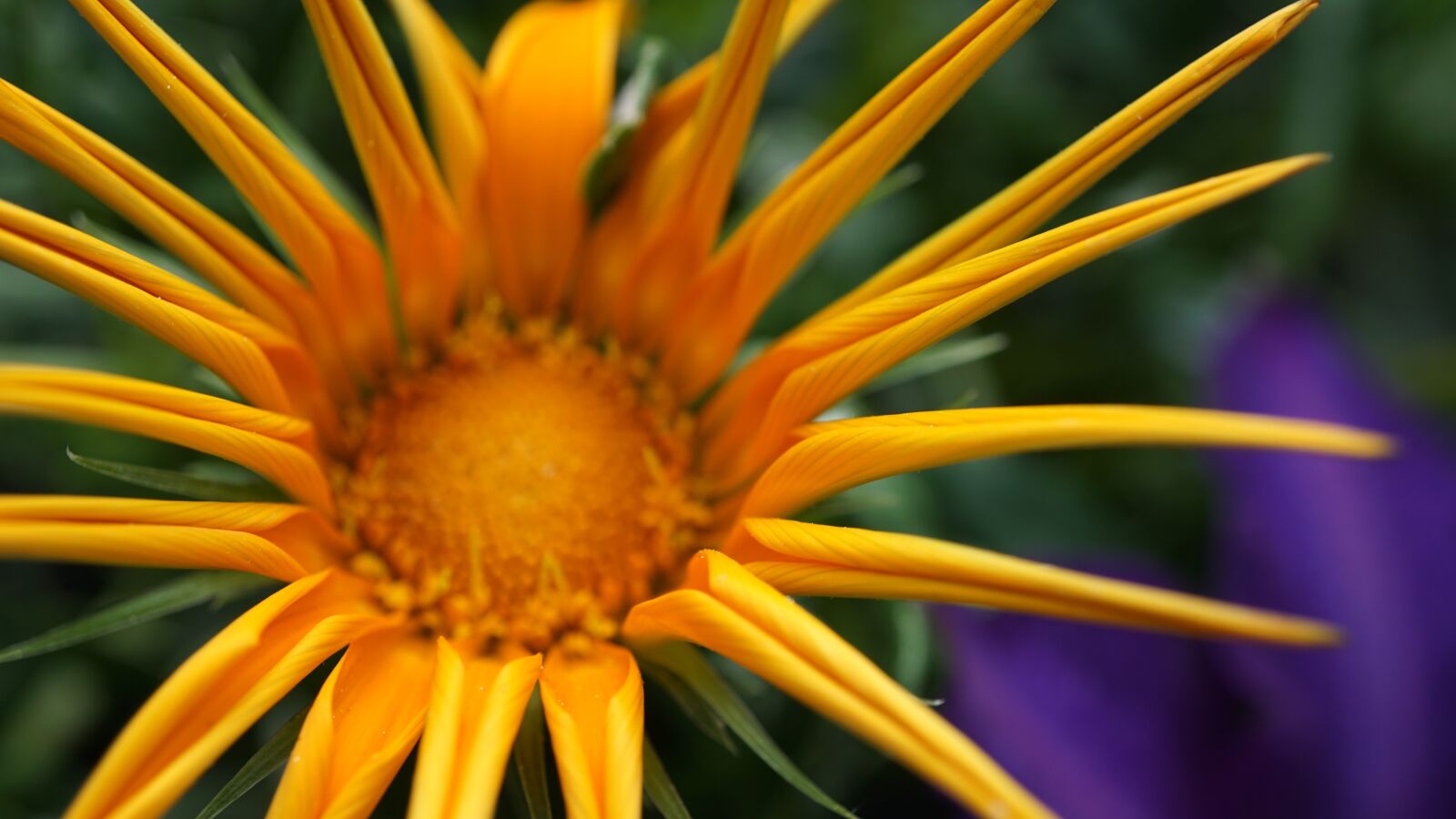 Sony a6000 sample photo. Marguerite, yellow, purple photography
