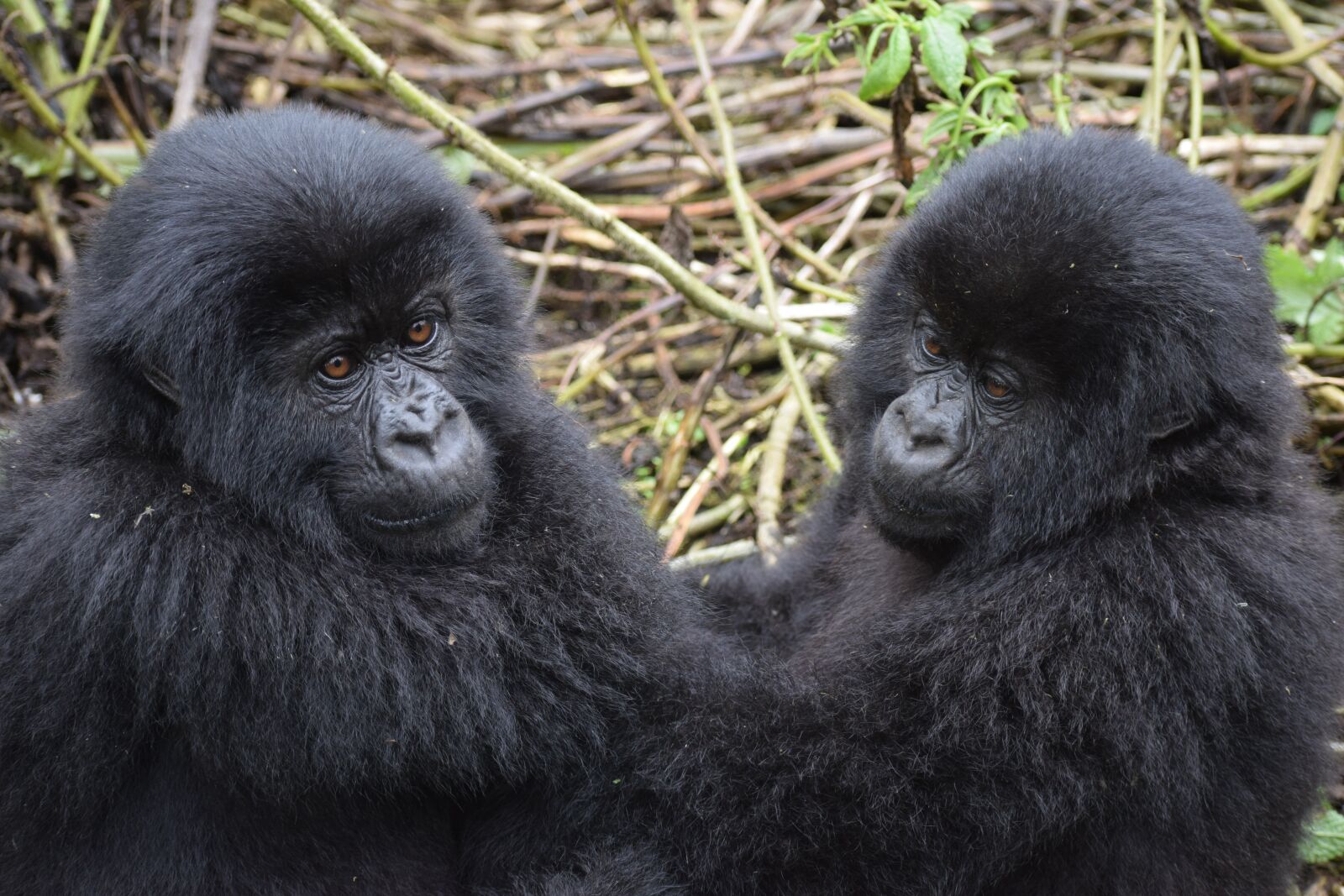 Nikon D5300 sample photo. Mountain gorilla, uganda, wildlife photography