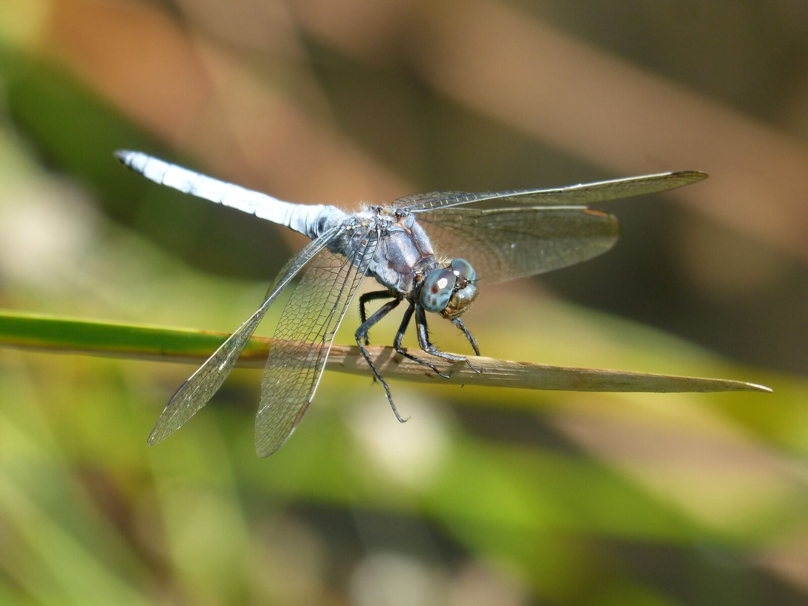 Panasonic DMC-FZ62 sample photo. Blue dragonfly, stem, wetland photography
