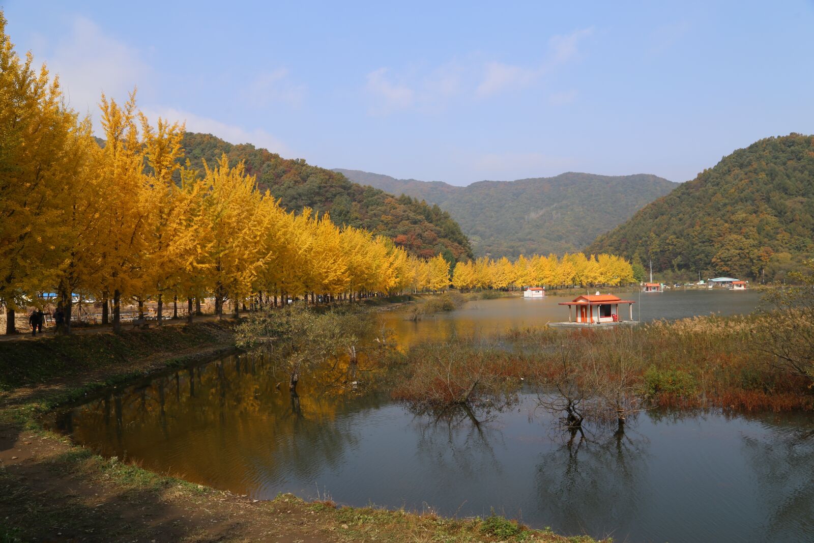 Canon EOS 6D + Canon EF 24-105mm F4L IS USM sample photo. Lake, ginkgo, autumn leaves photography