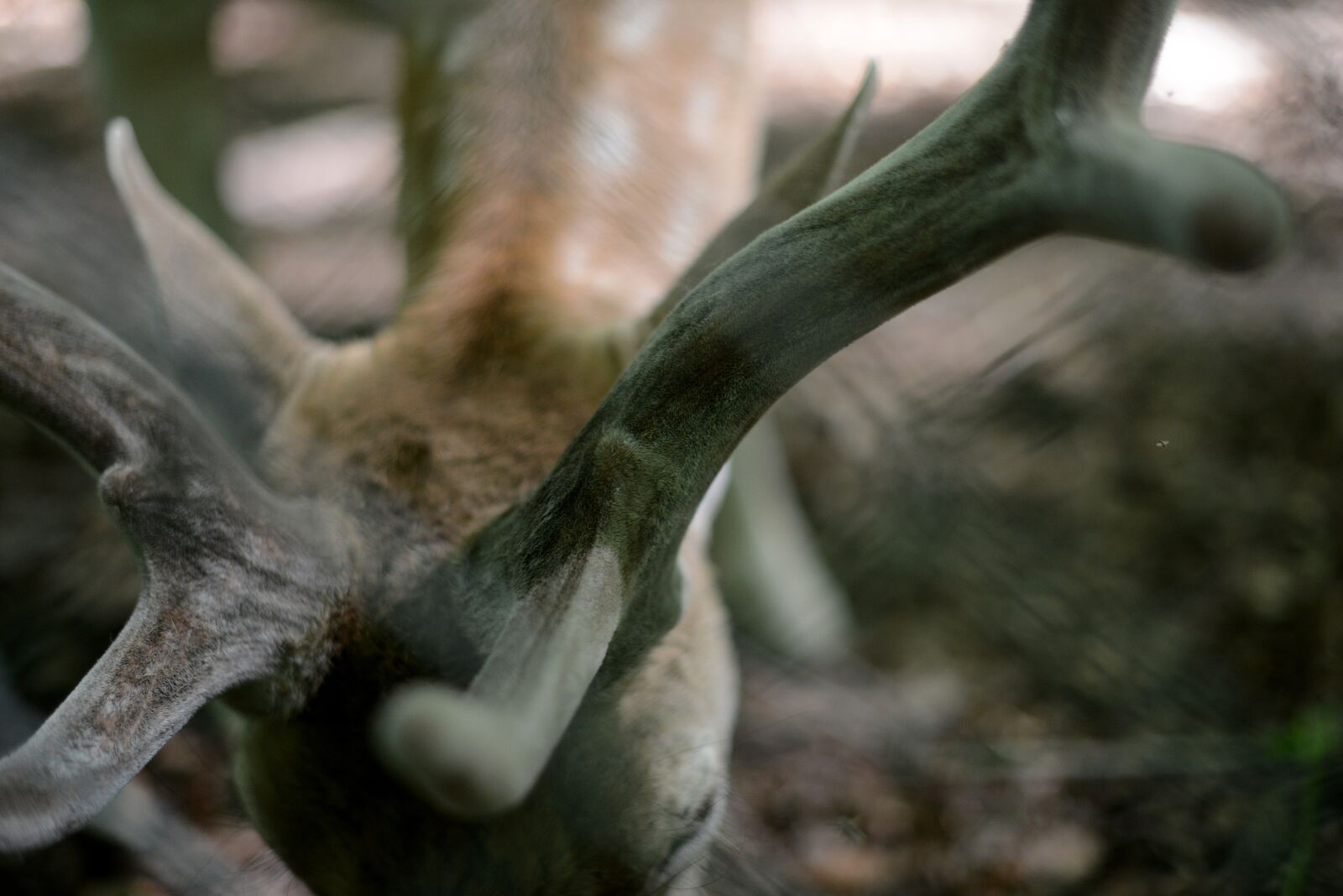 Nikon D800 sample photo. Antler, fallow deer, forest photography