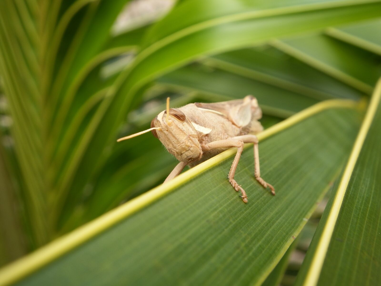 Fujifilm FinePix SL1000 sample photo. Grasshopper, cricket, insect photography