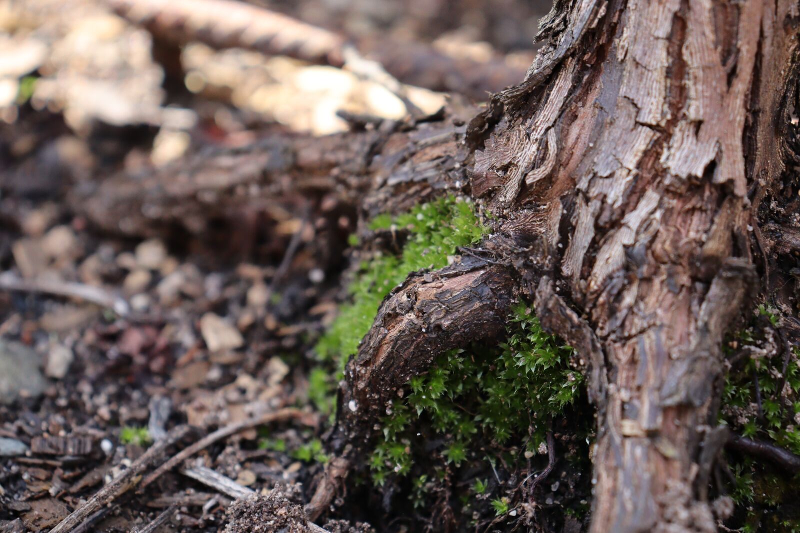 Canon EOS 250D (EOS Rebel SL3 / EOS Kiss X10 / EOS 200D II) sample photo. Moss, tree, tree stump photography
