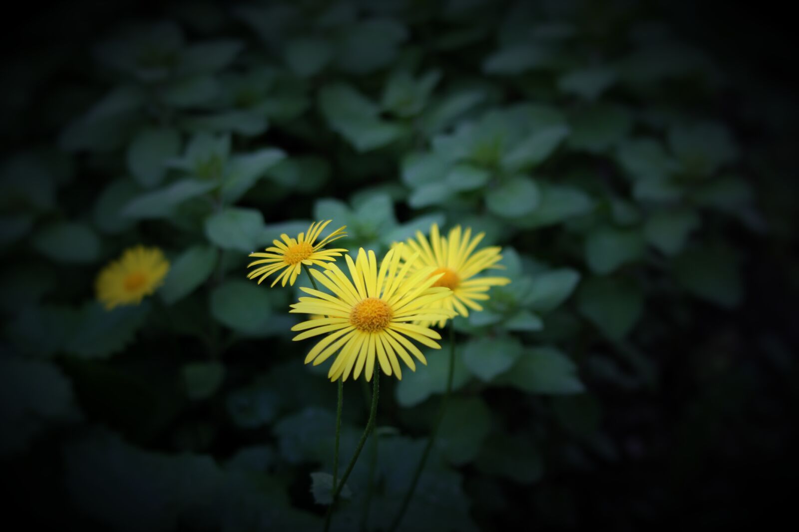 Canon EOS 550D (EOS Rebel T2i / EOS Kiss X4) sample photo. Flower, perennial, plant photography