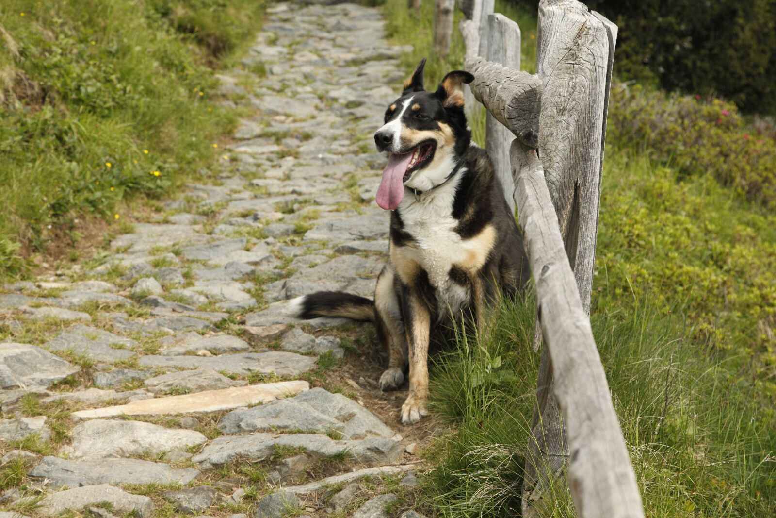 Canon EOS 5D Mark II sample photo. Dog, fence, animal world photography