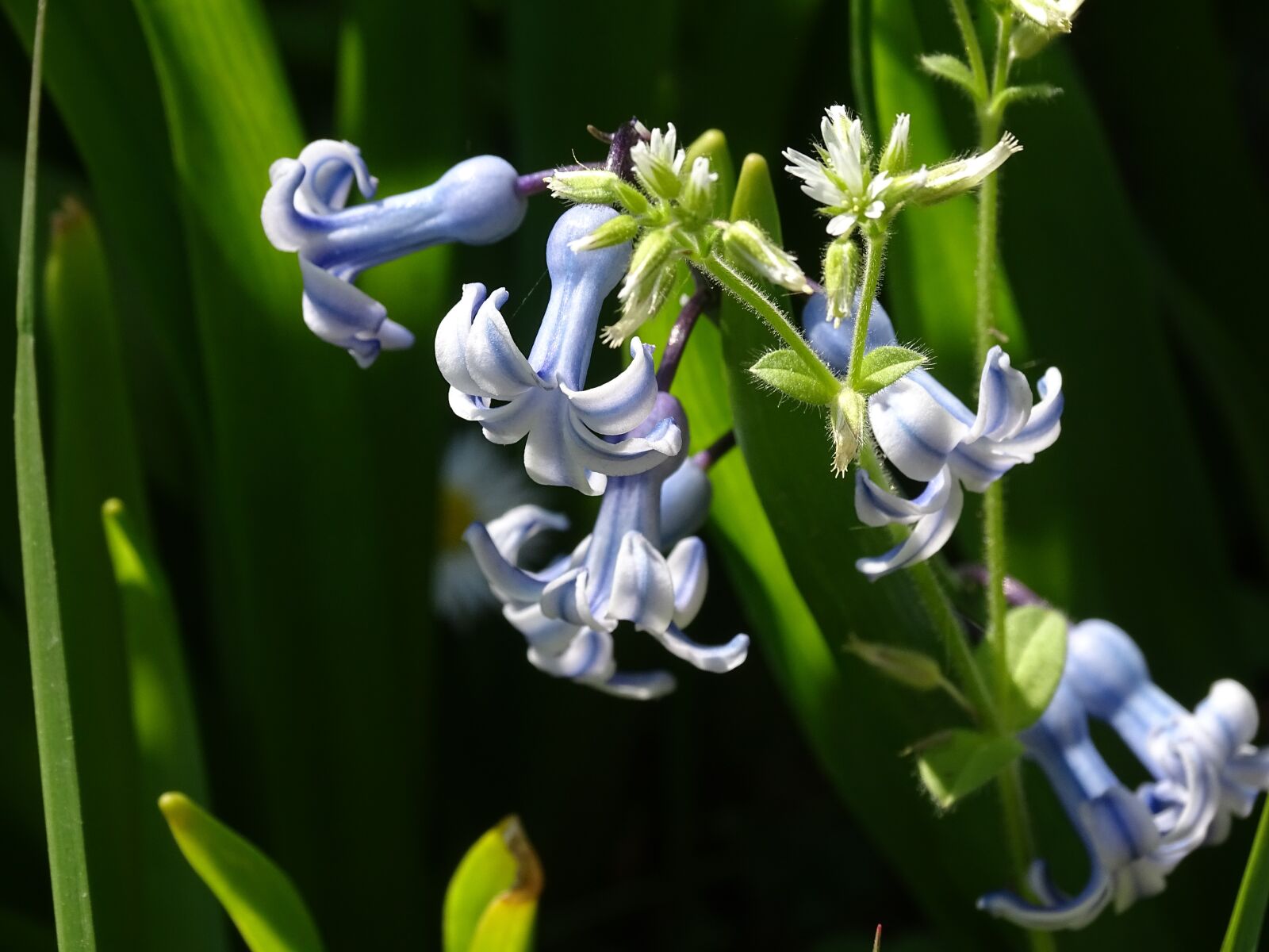 Sony Cyber-shot DSC-HX350 sample photo. Flowers, bulbs, spring photography