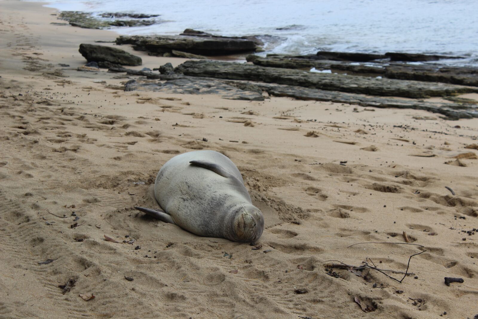 Canon EOS 600D (Rebel EOS T3i / EOS Kiss X5) sample photo. Seal, monk, beached photography
