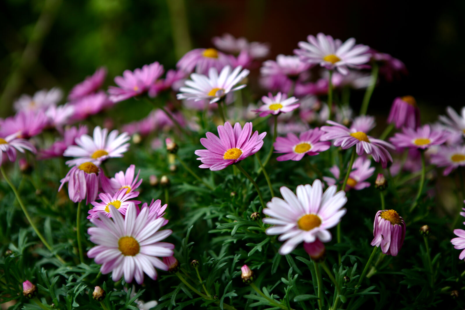 Canon EOS-1Ds Mark II sample photo