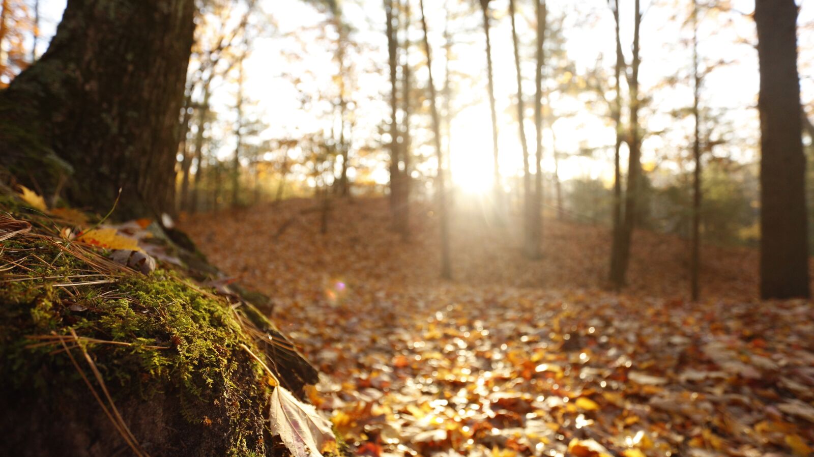 Canon EF 17-40mm F4L USM sample photo. Fall, dunes, moss photography