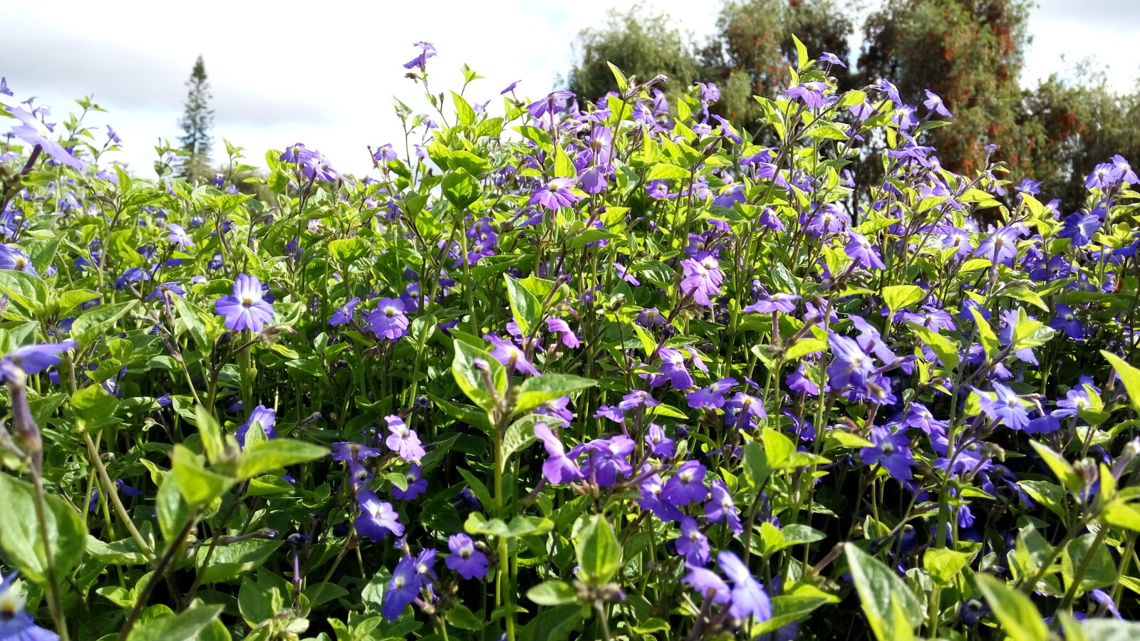 Xiaomi Redmi Note 3 sample photo. D, o, ng, m photography