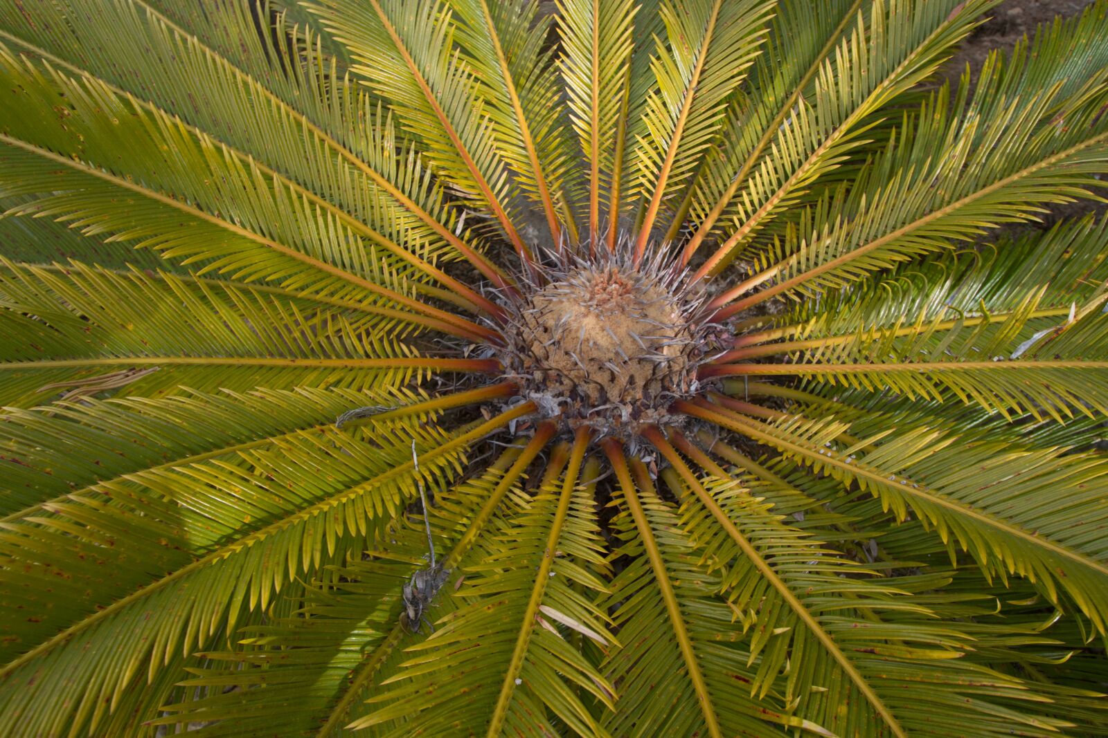 Canon EOS 7D sample photo. Palm, unusual, nature photography