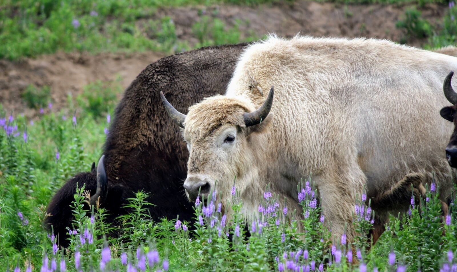 Canon EOS 1000D (EOS Digital Rebel XS / EOS Kiss F) sample photo. Buffalo, white, rare photography