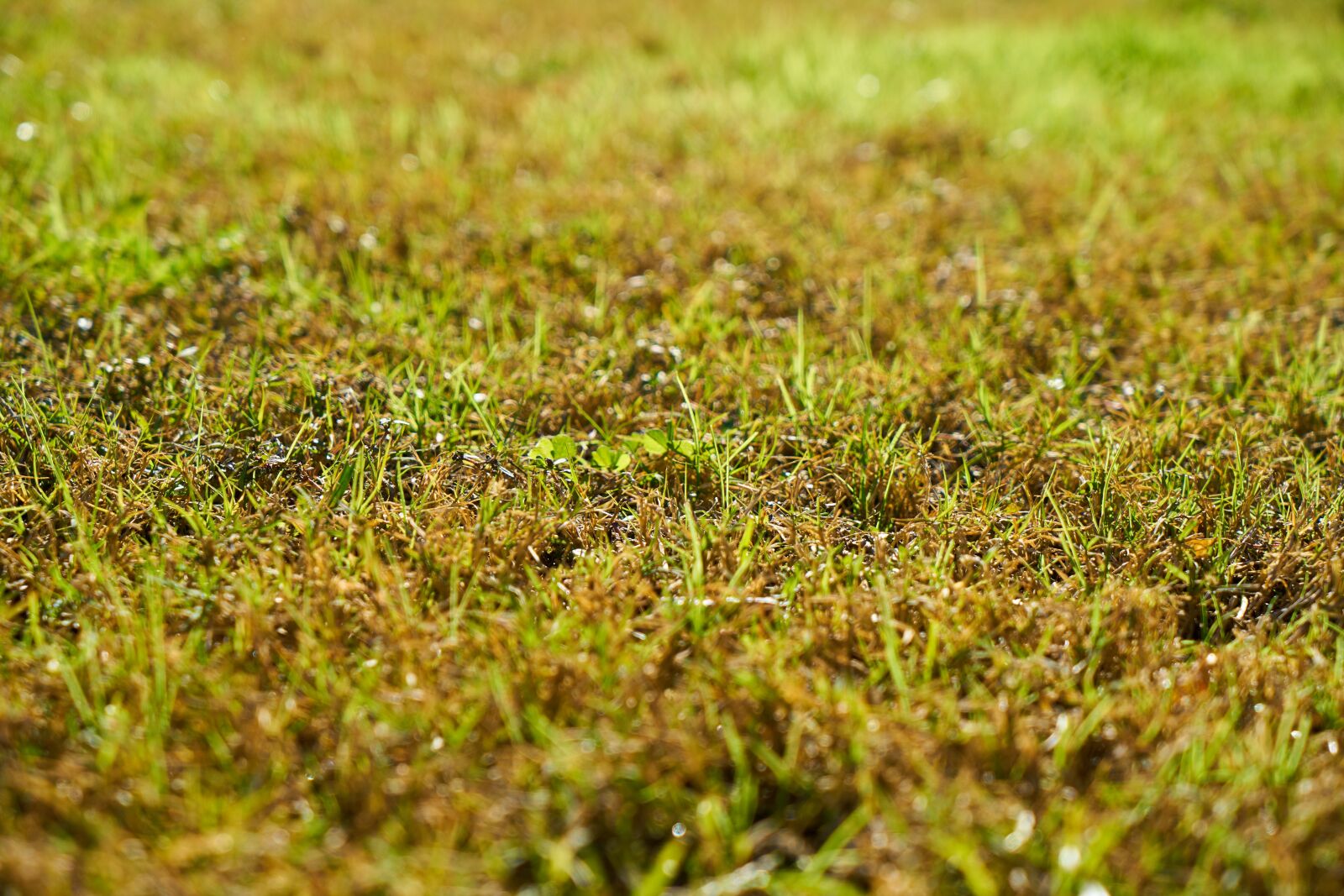 Sony a7R II sample photo. Grass, nature, chan photography
