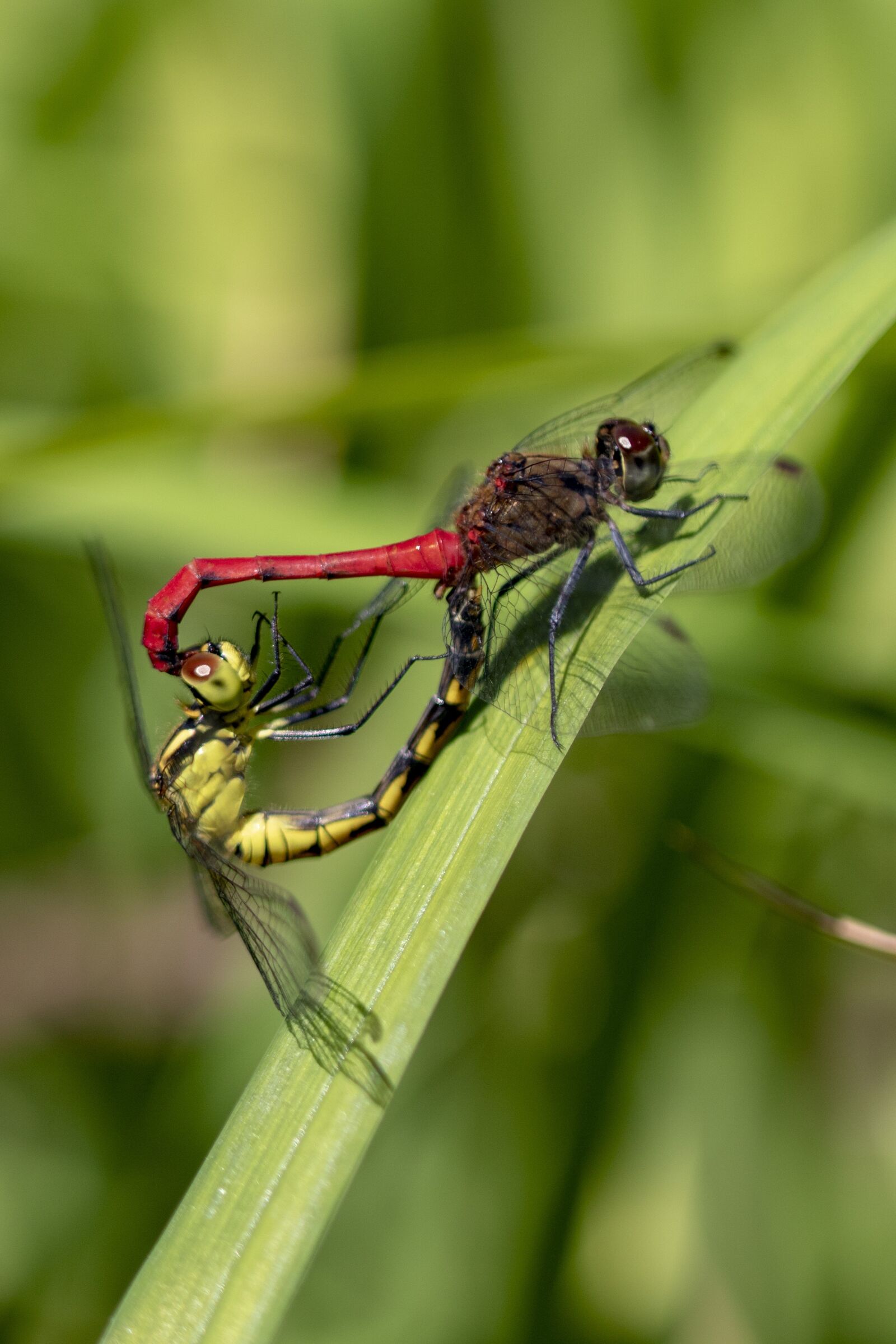 Canon EOS 750D (EOS Rebel T6i / EOS Kiss X8i) sample photo. Dragonfly, red dragonfly, insects photography