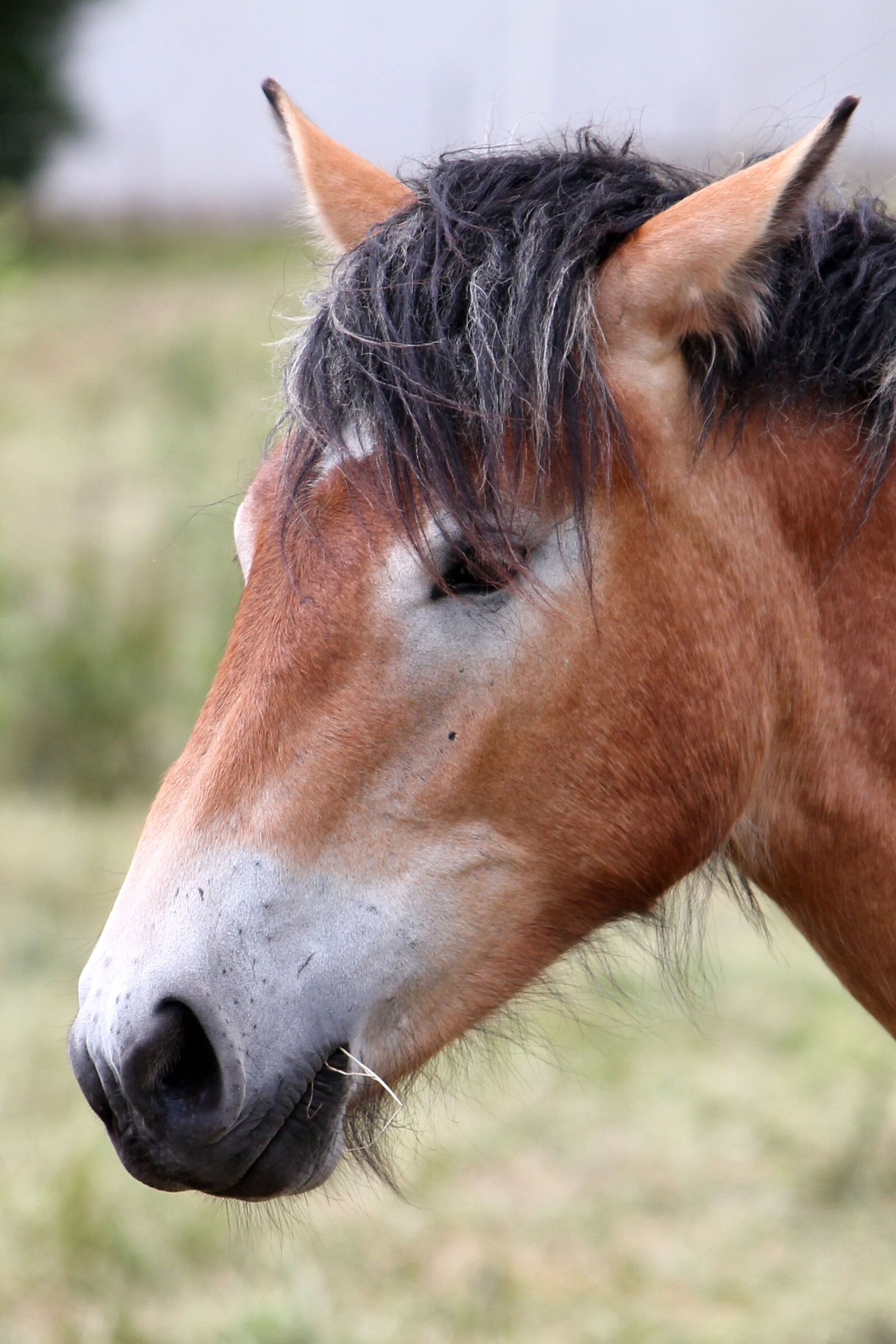 Canon EF-S 55-250mm F4-5.6 IS II sample photo. Horse, horse head, pferdeportrait photography